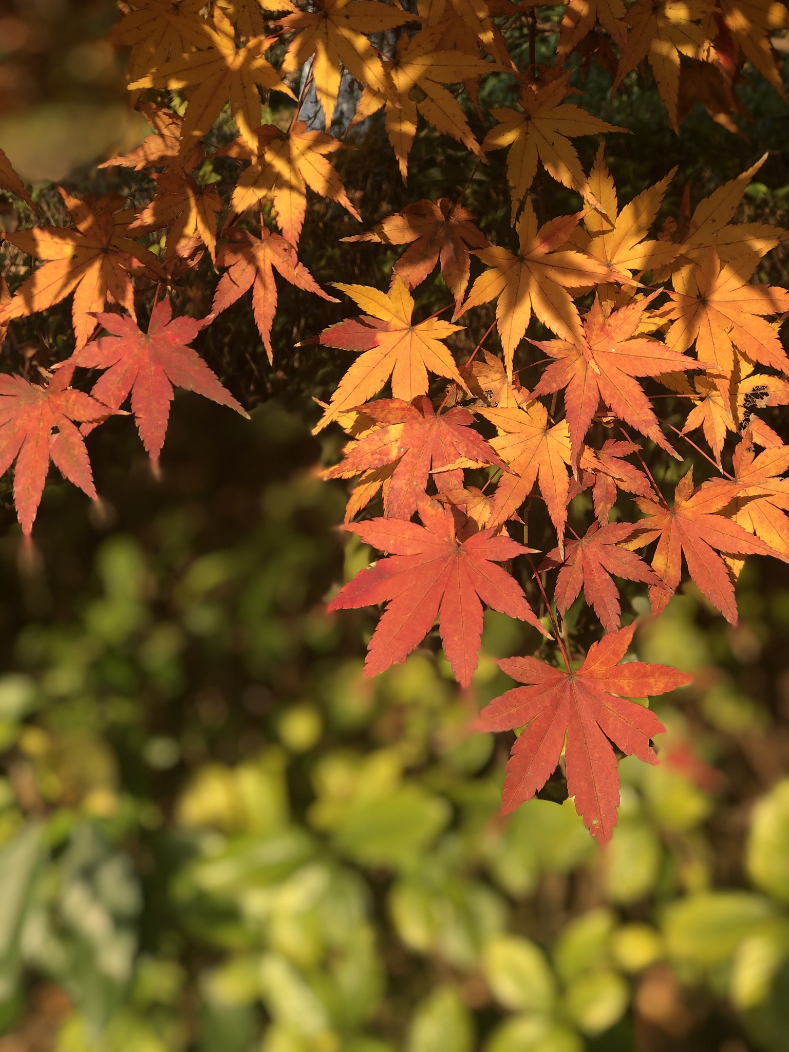 描写秋天的诗句：赏析秋天绚丽的色彩