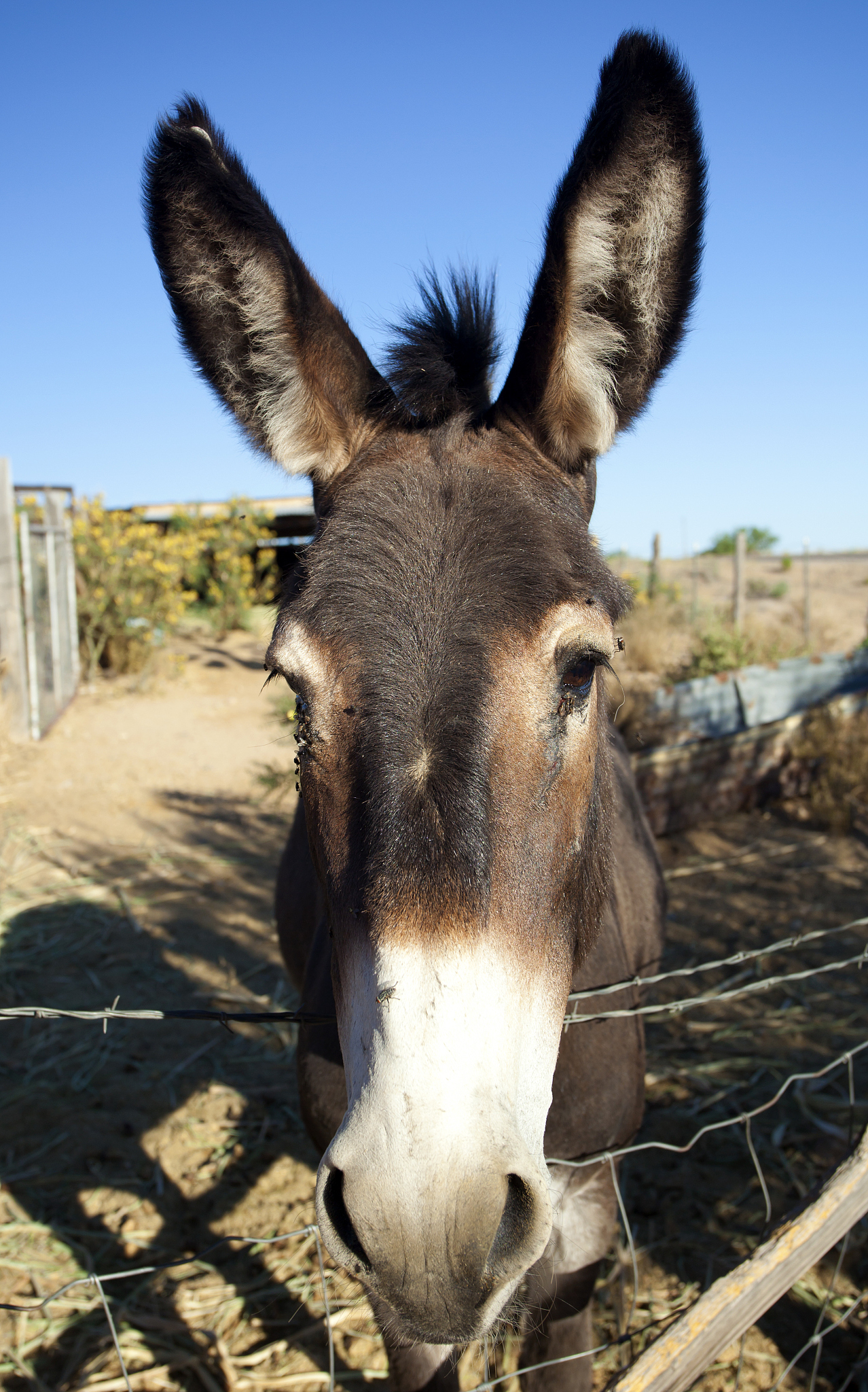 donkey