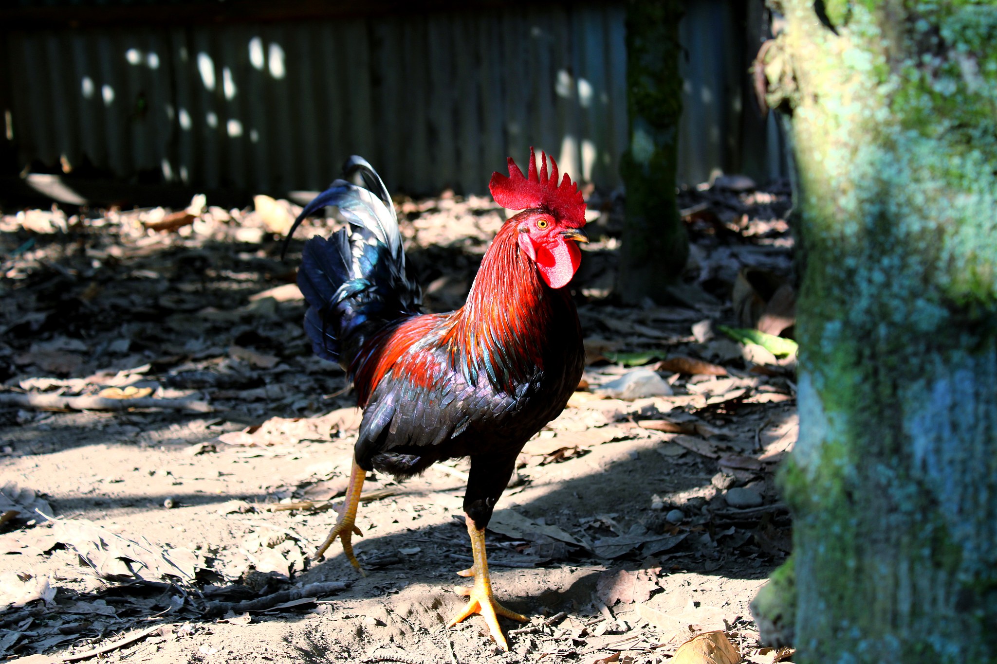 chicken in a field