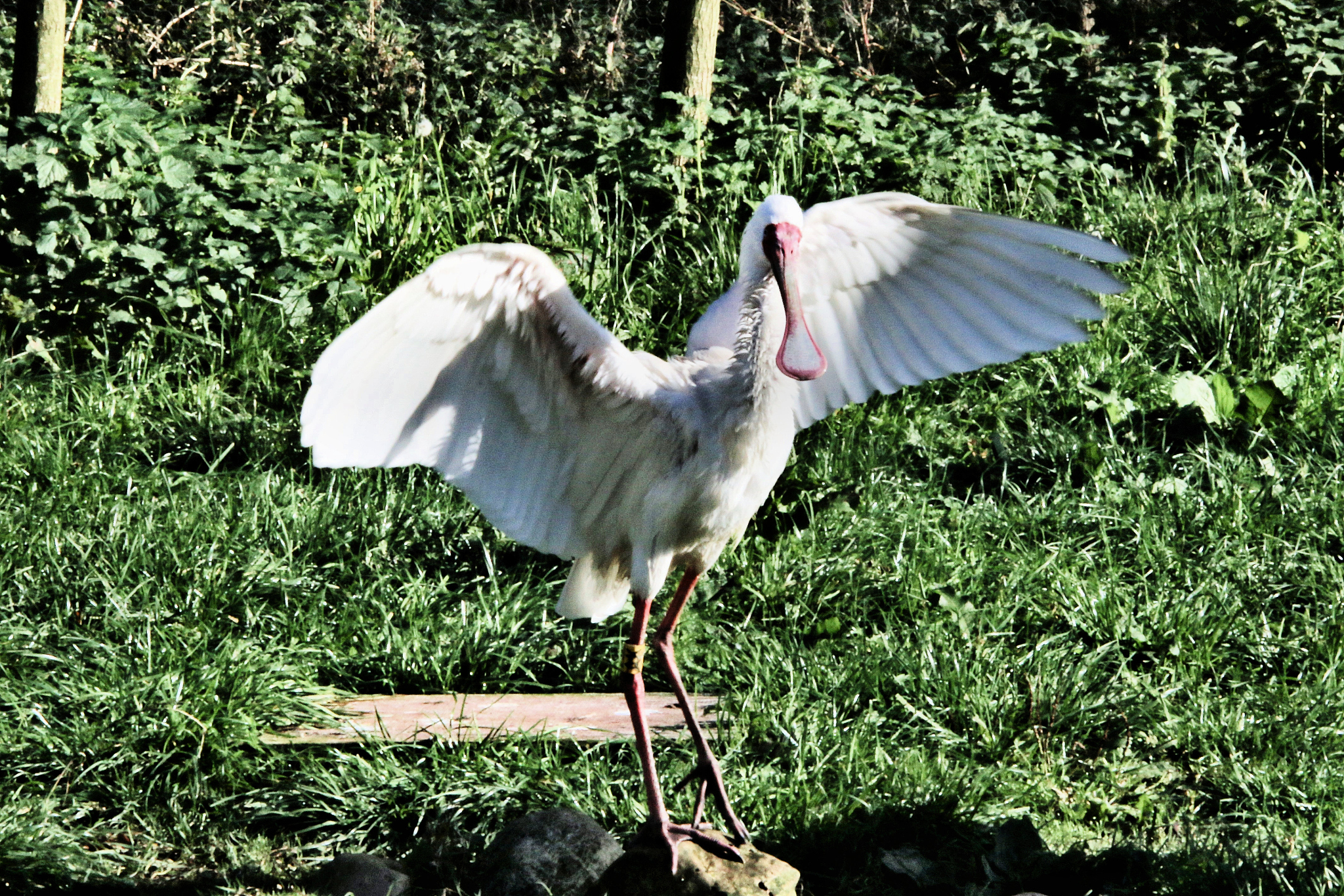 a picture of a spoonbill