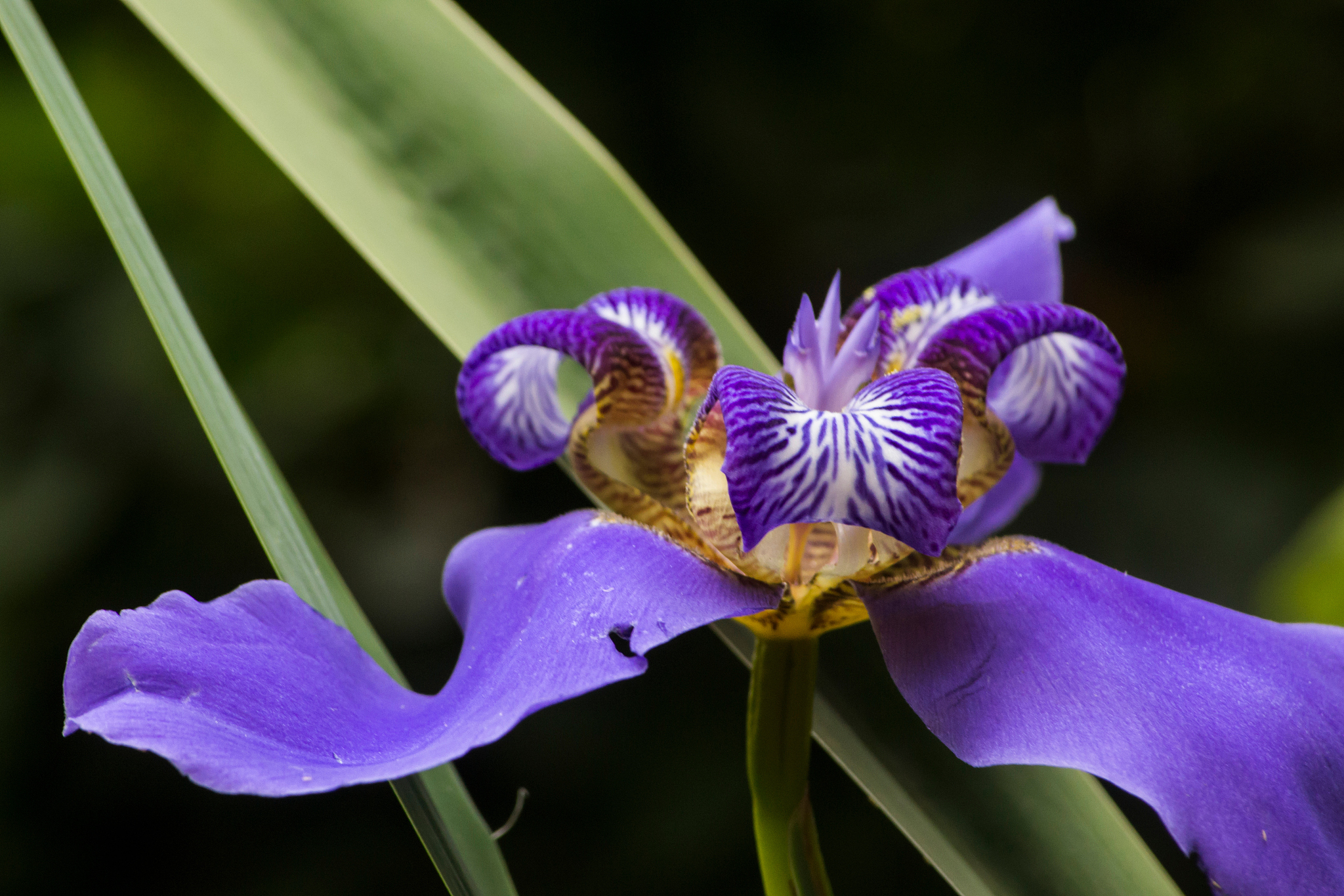 close-up of purple flowers blooming outdoors