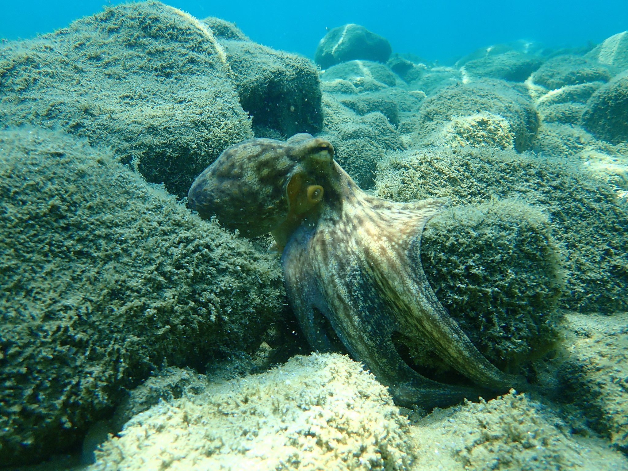 common octopus (octopus vulgaris) hunting