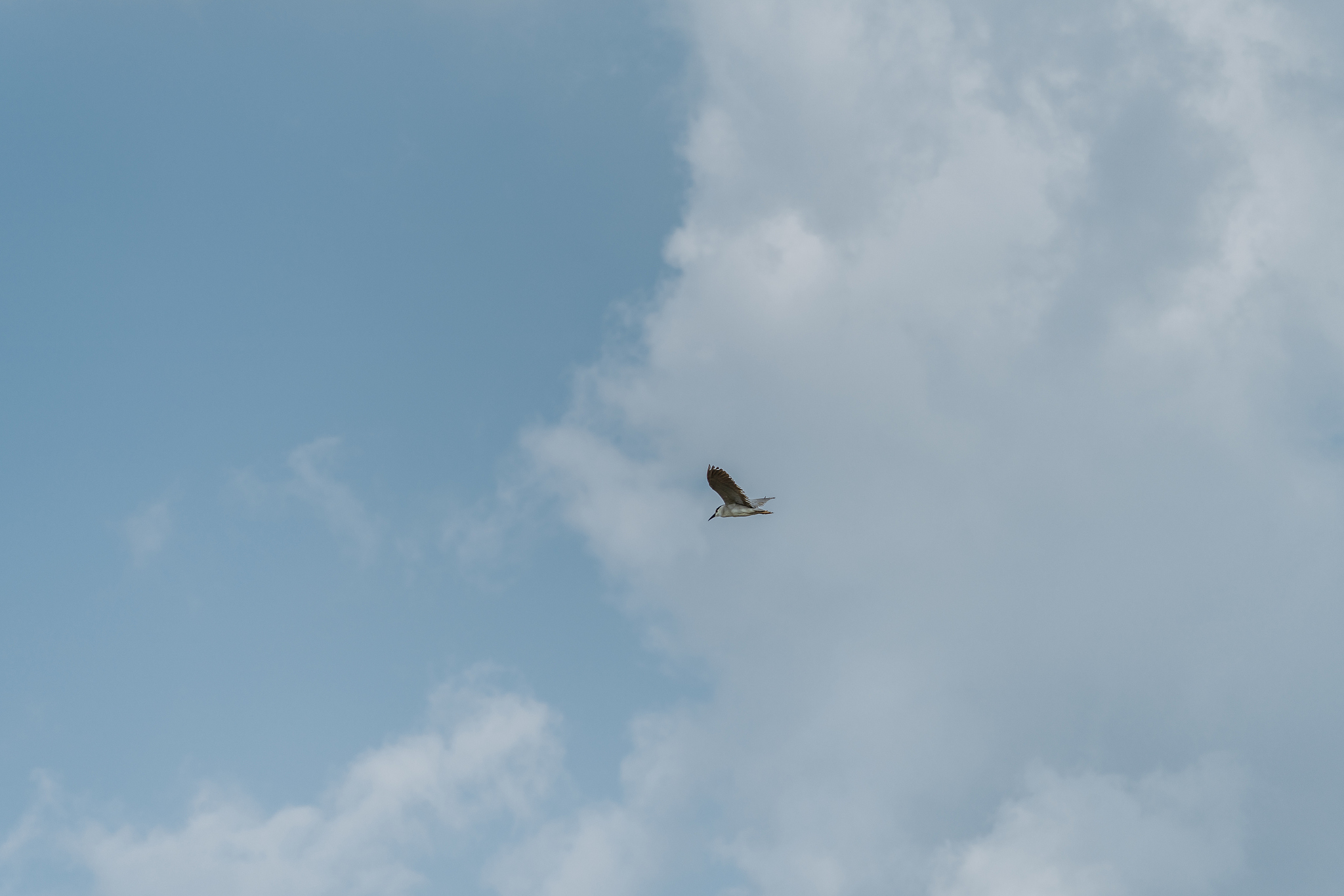 飞翔的梦想：与飞鸟共舞