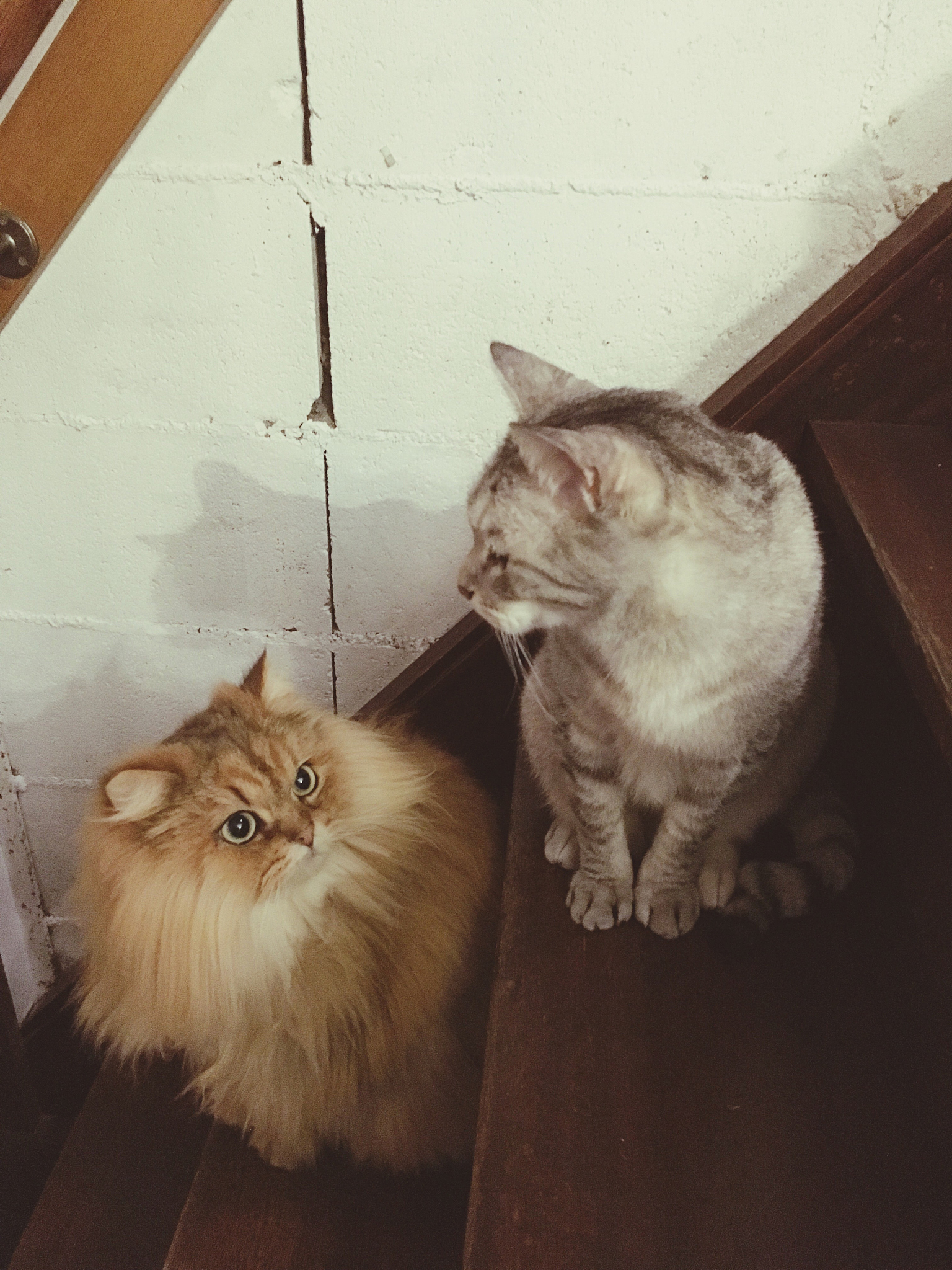 假如猫咪会说话猫咪搞笑自言自语发抖音文案