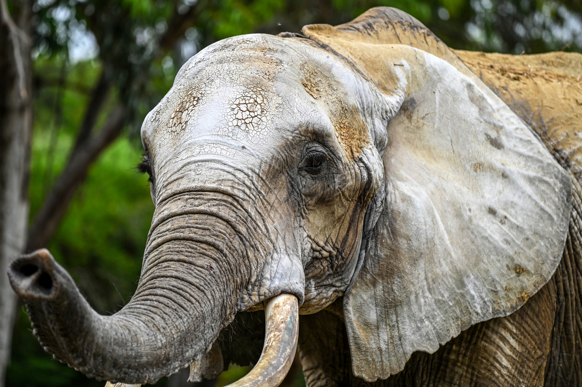 大象和斑马是恒温动物吗？