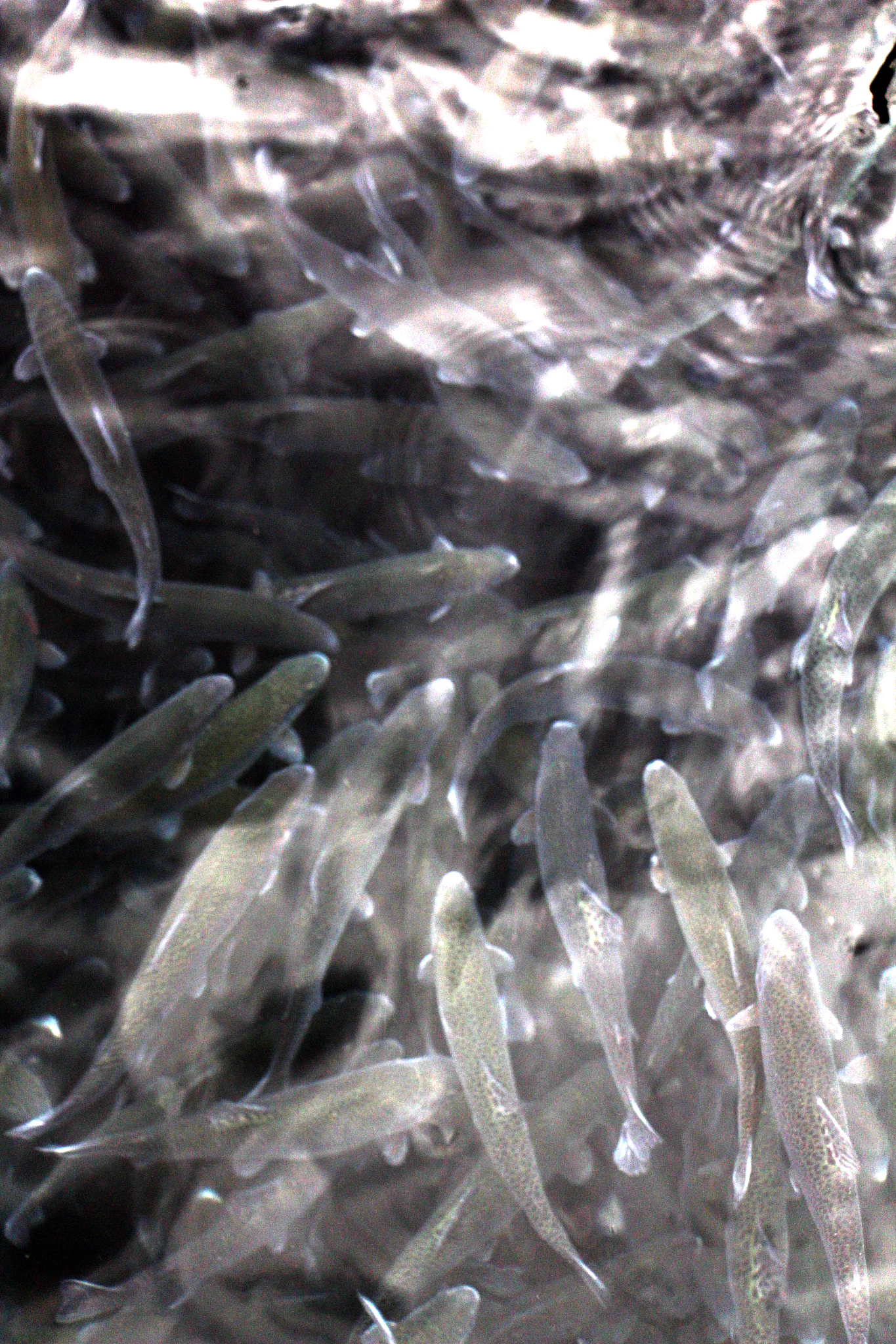 提取出这段话的关键点和结论简明扼要磺胺甲噁唑是水体中常见的磺胺类抗生素由于其性质稳定可生物降解性差若不加以控制极易引起水体环境中磺胺甲噁唑高残留将对整个水生境及人类生命健康造成影响。微藻具结构简单、易培养等特点是污染物试毒试验中最理想的染毒对象之一其生长状态及相关生理生化指标可有效指示污染物对其的影响。本文以一种海洋硅藻-中肋骨条藻Skeletonema costatum为研究对象进行96h急性毒