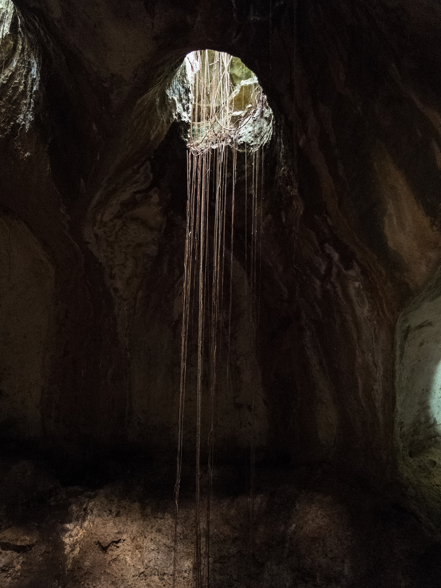 中山地貌对植物的影响：垂直分布、微气候与水域环境