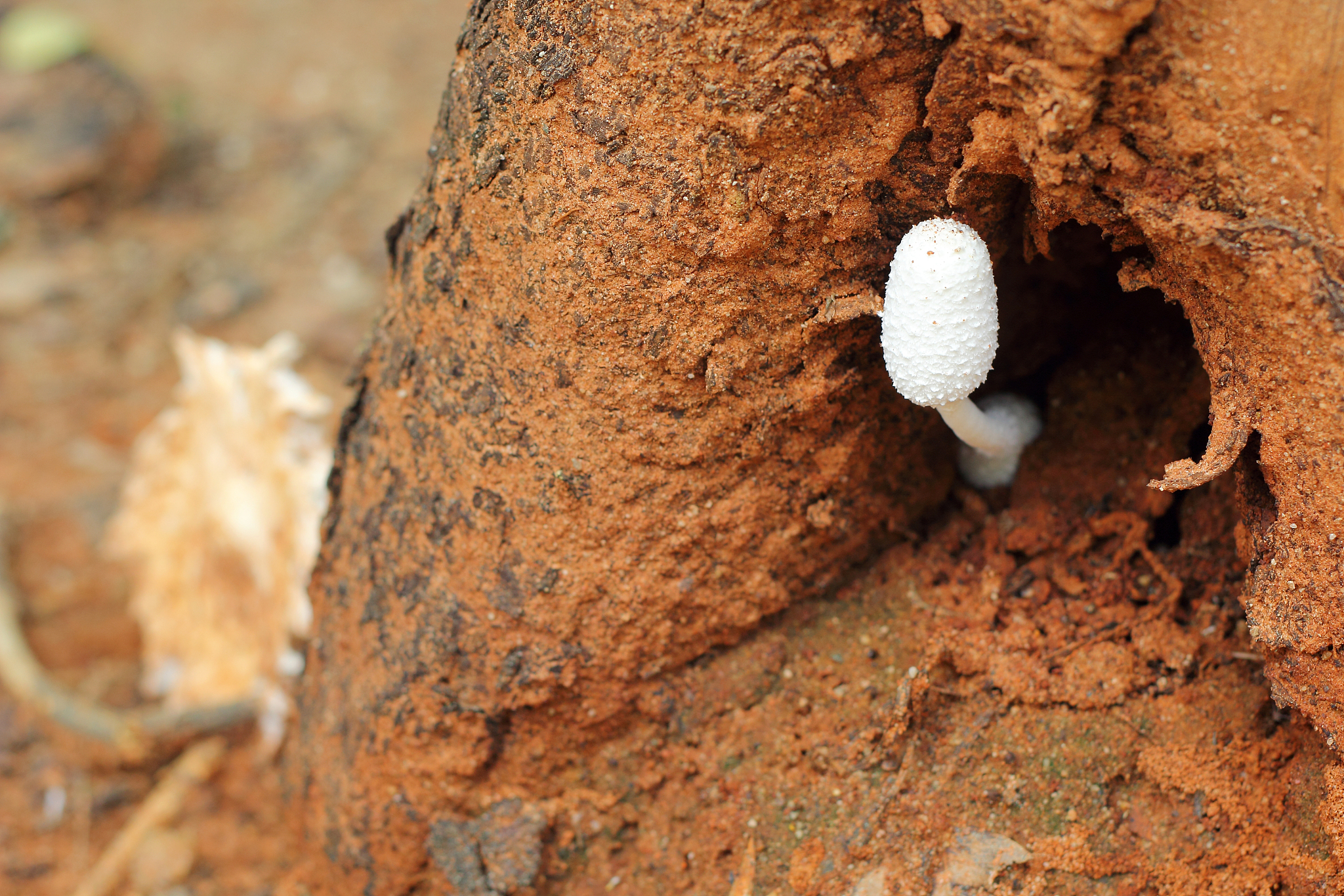 fresh mushrooms in the nature