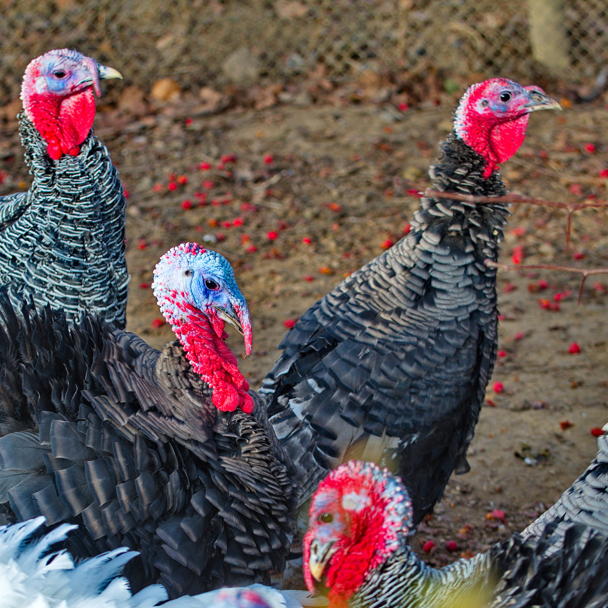 turkey bird