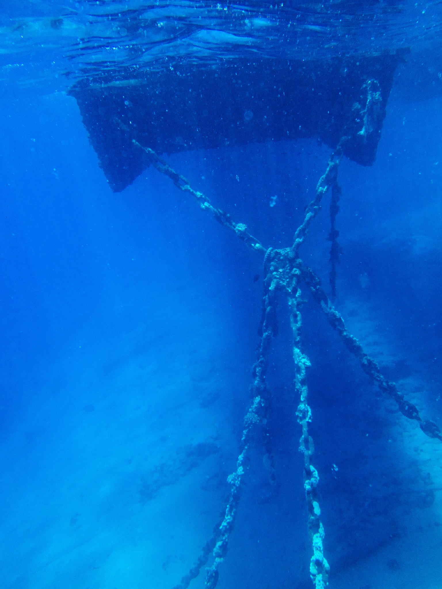 underwater landscape with fish red sea