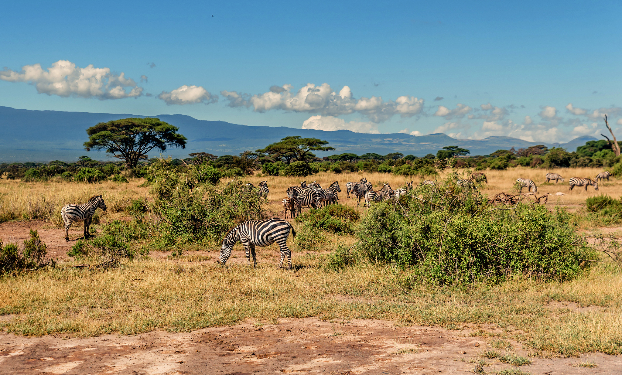 herd of zebras in kenya, africa