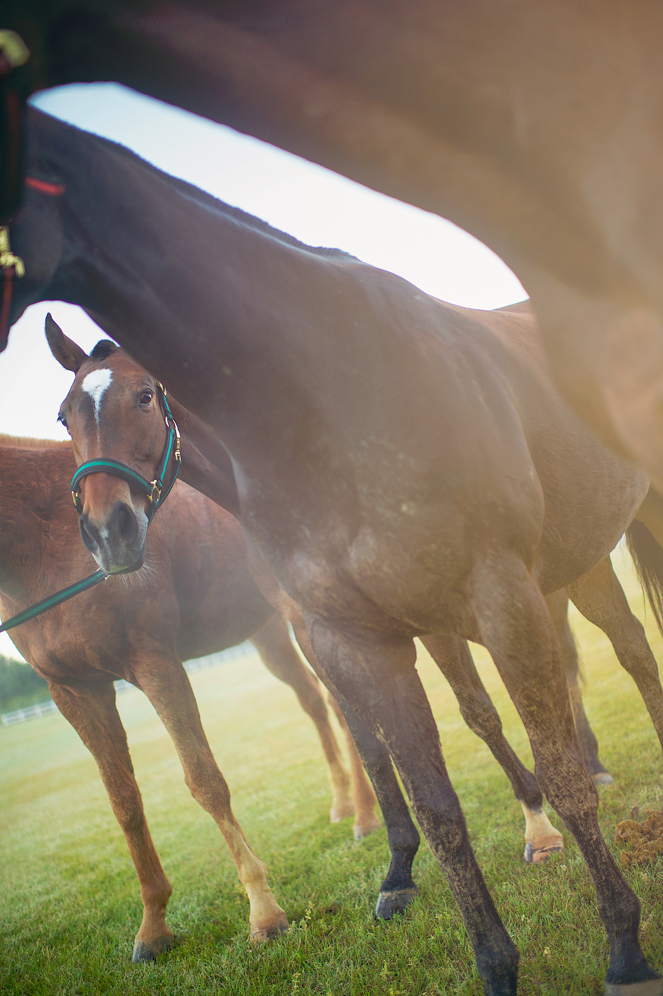 group of four horses