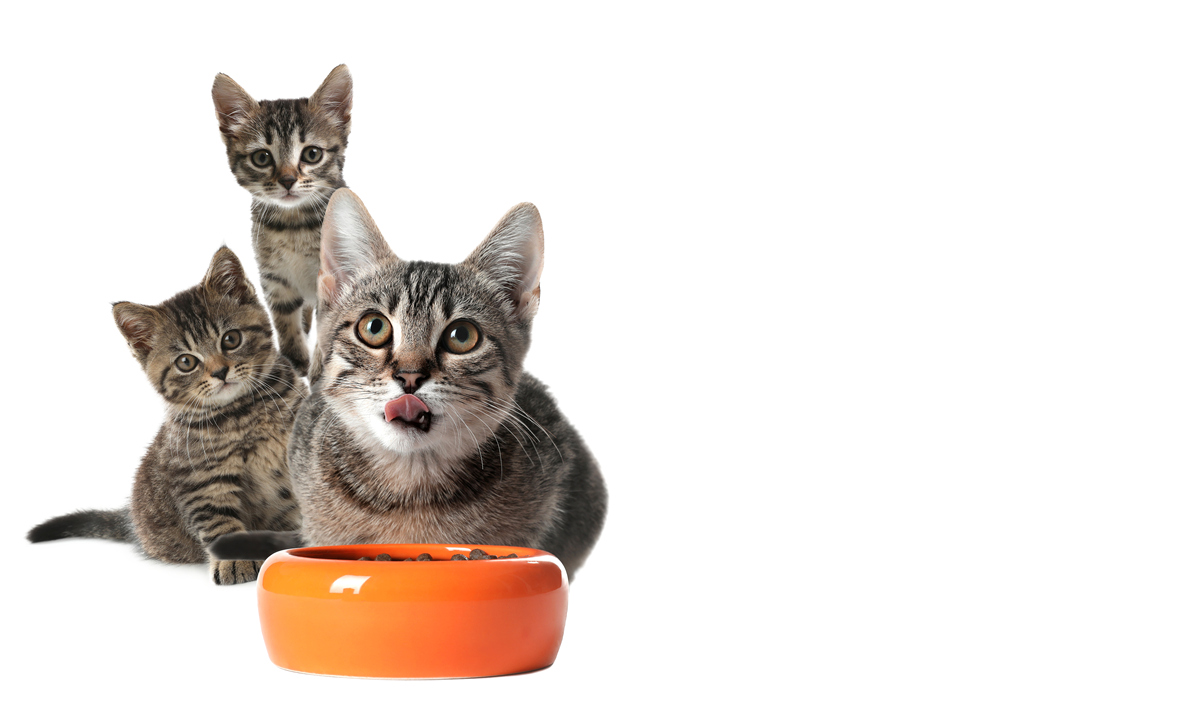 🐈‍⬛宅家猫咪太无聊？4招打造室内游乐园，主子开心到飞起！