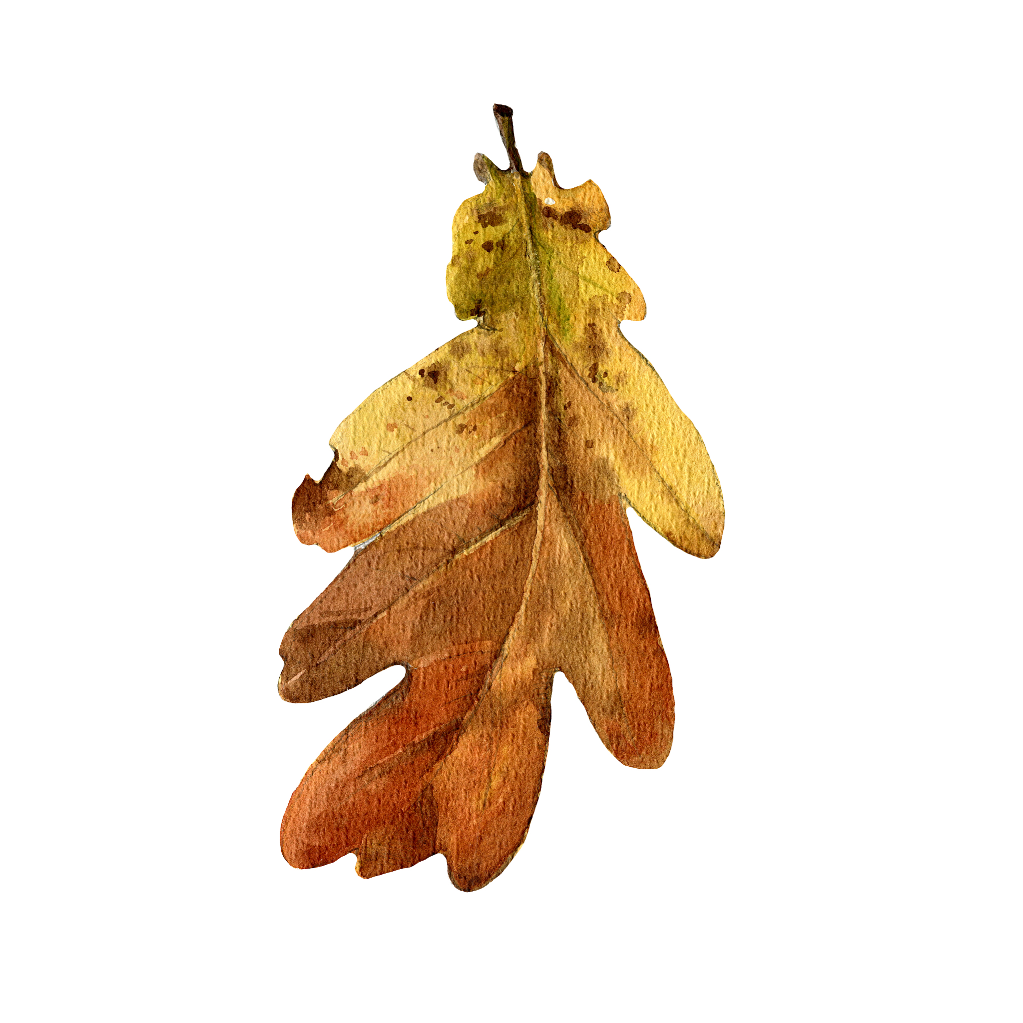 掌握腊叶标本的制作过程