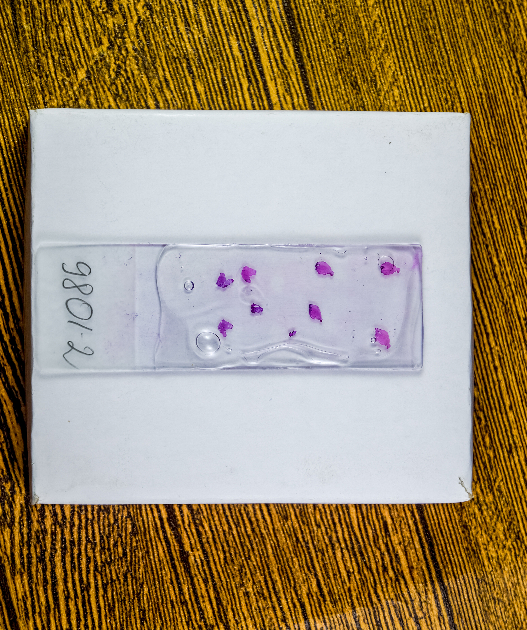 介绍病理学冷冻切片技术字数约1300字