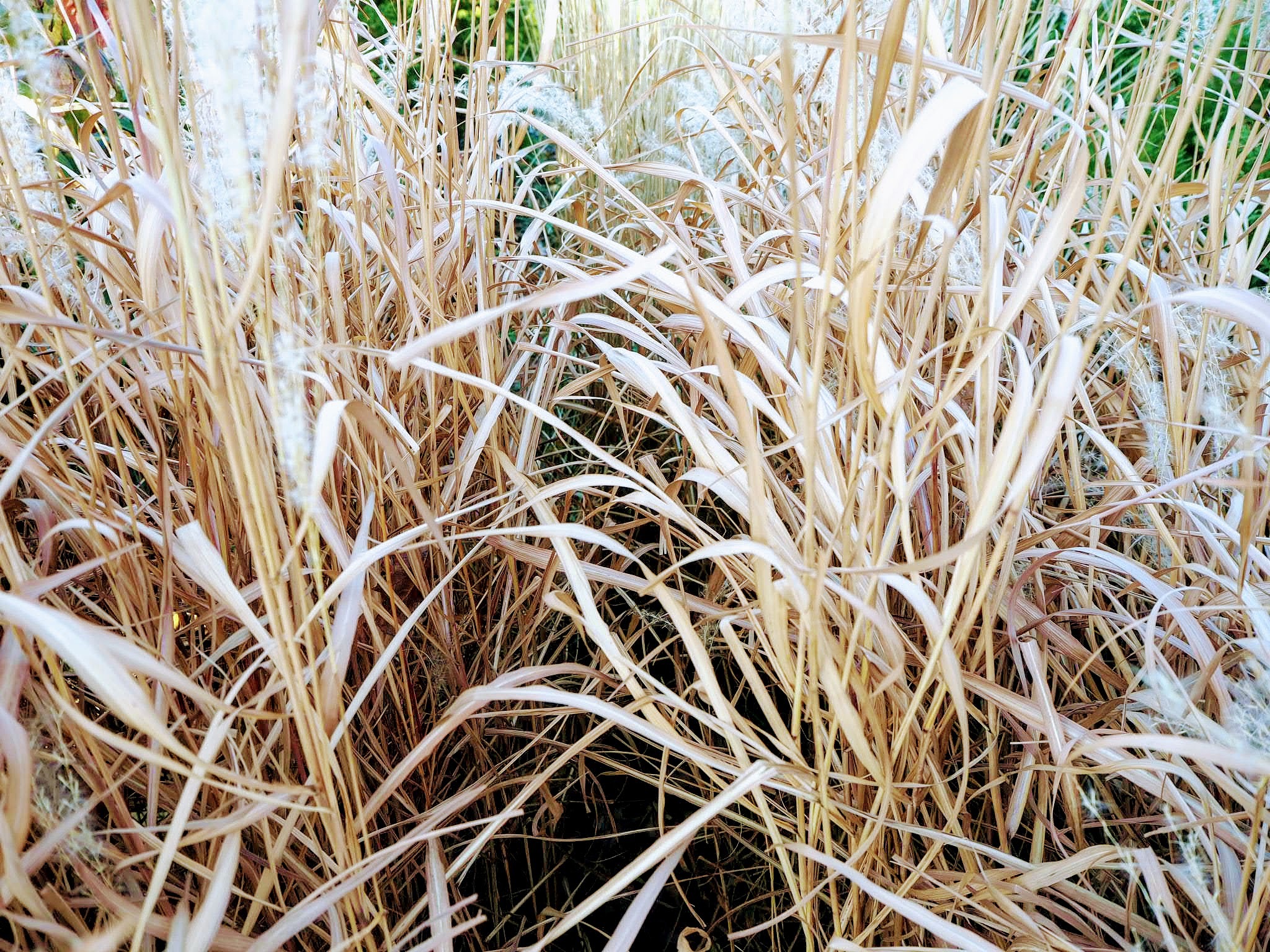 芒属植物纤维素用途解析：纺织、造纸、建筑、医药领域应用