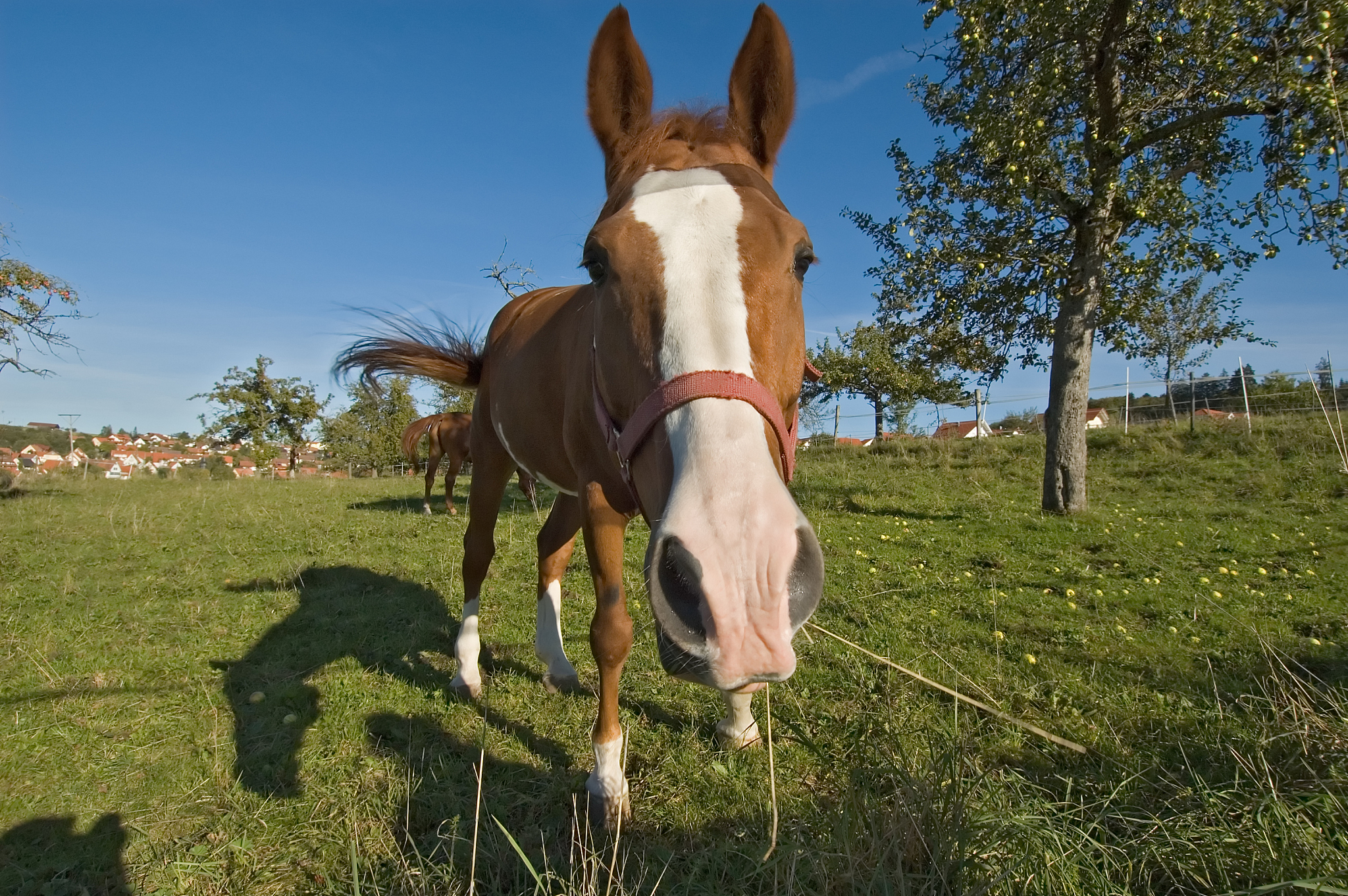 funny horse