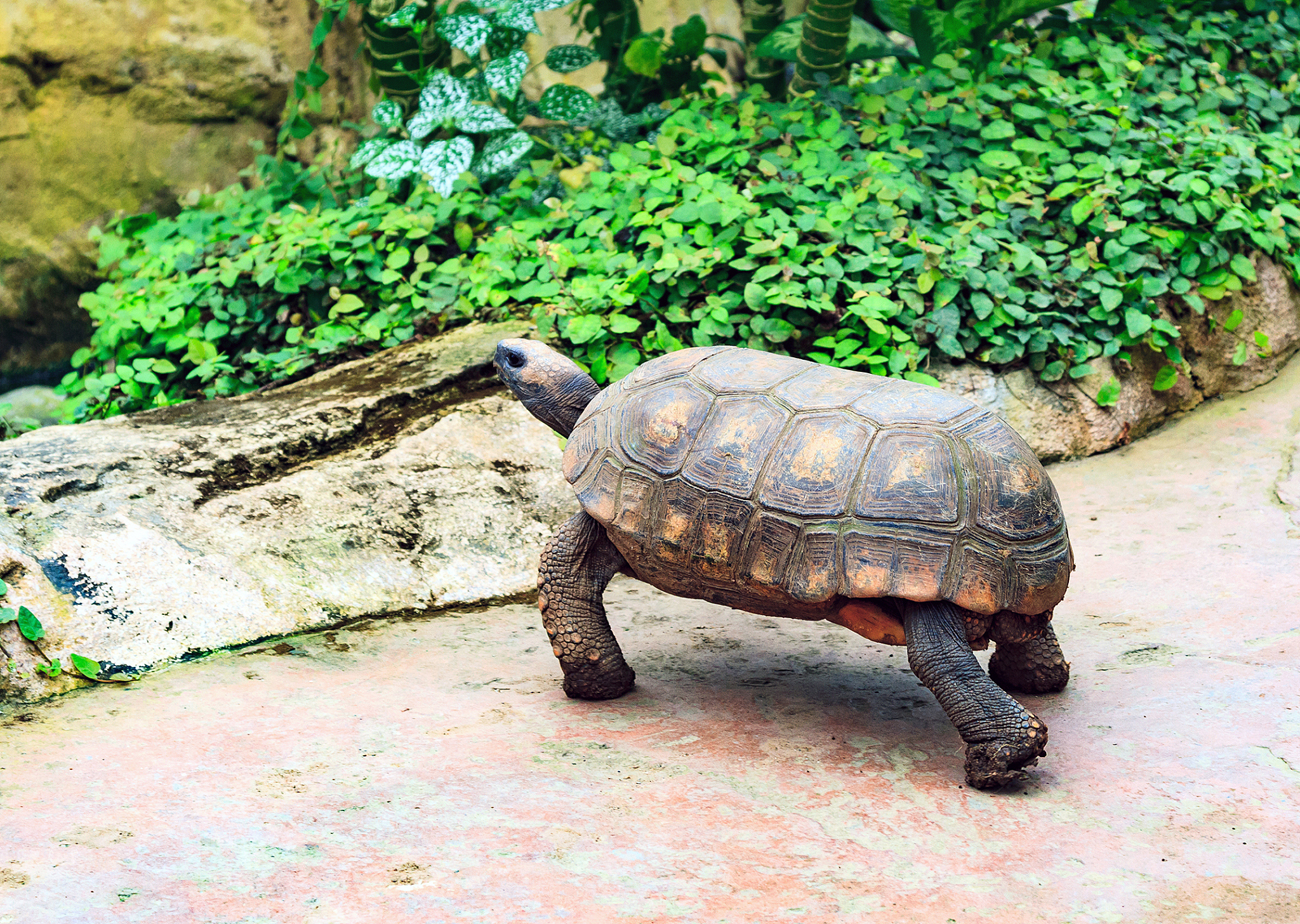 big turtle