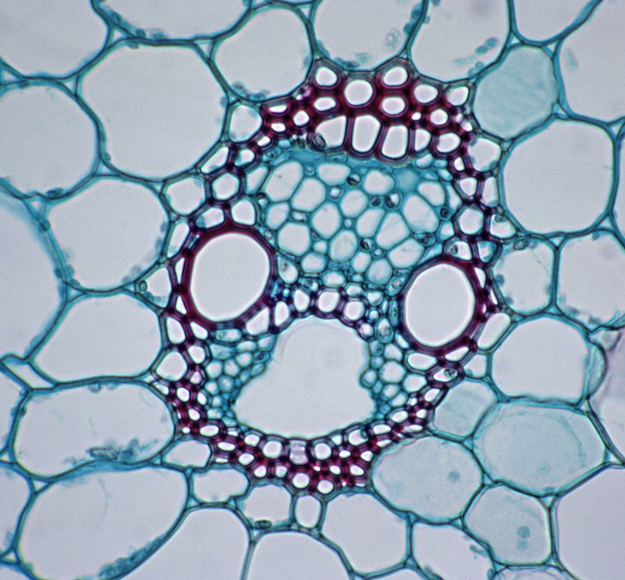 植物中单维管束双维管束的区别