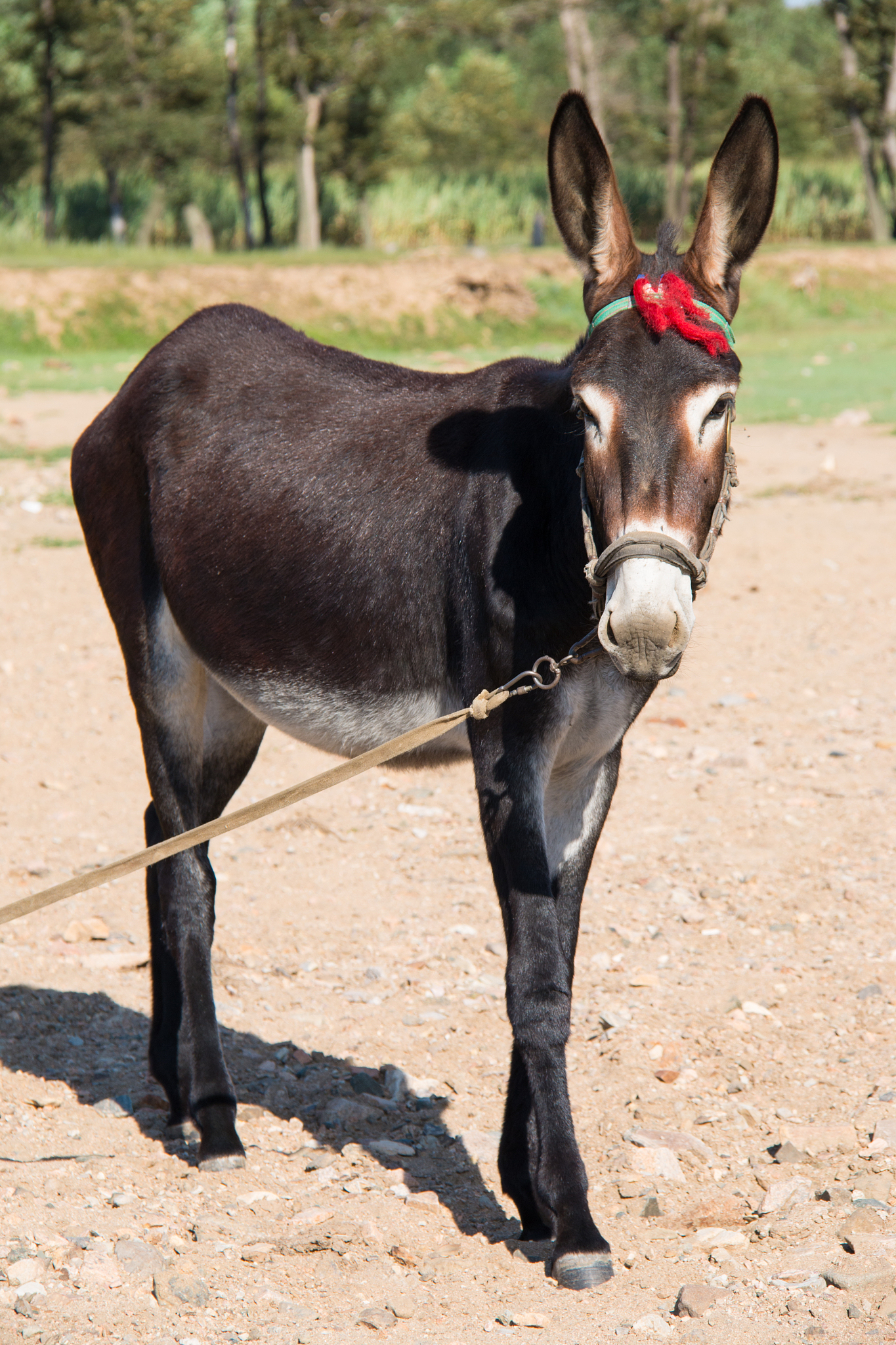 donkey