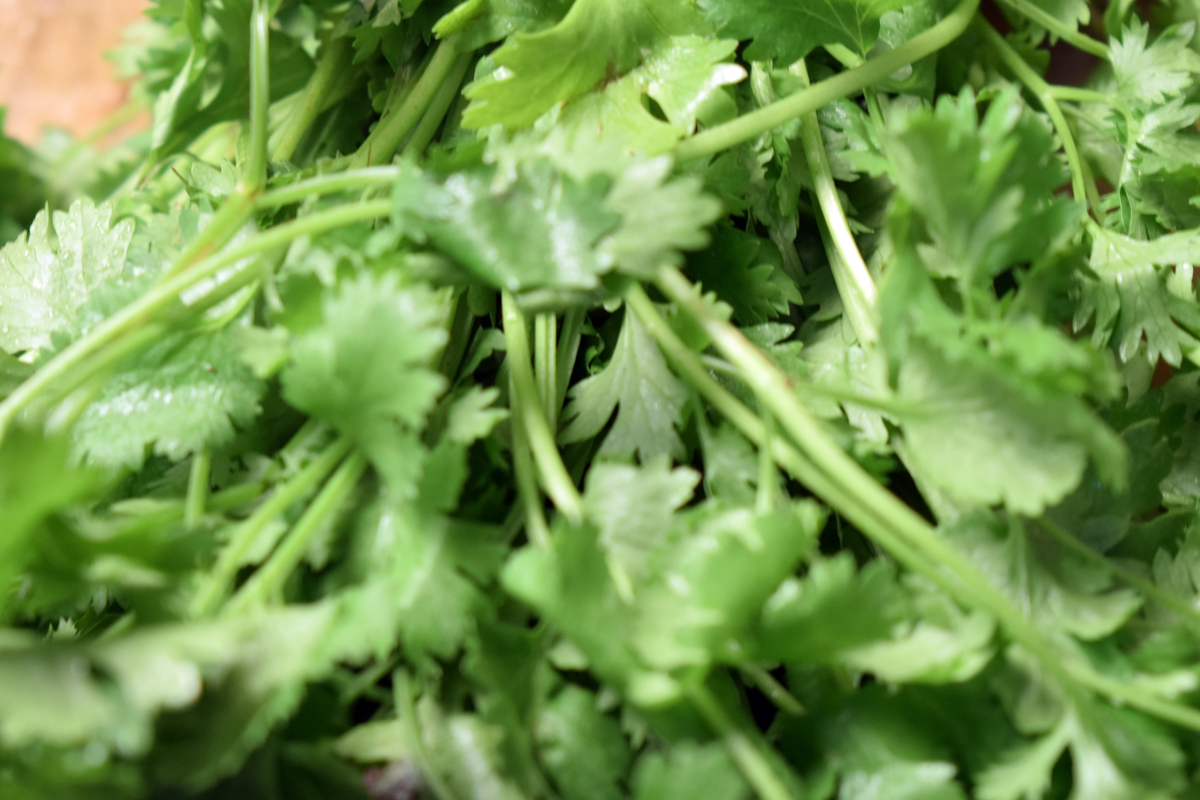 体内寒气重？试试江苏灌南苦菜！缓解胃部不适，改善体寒