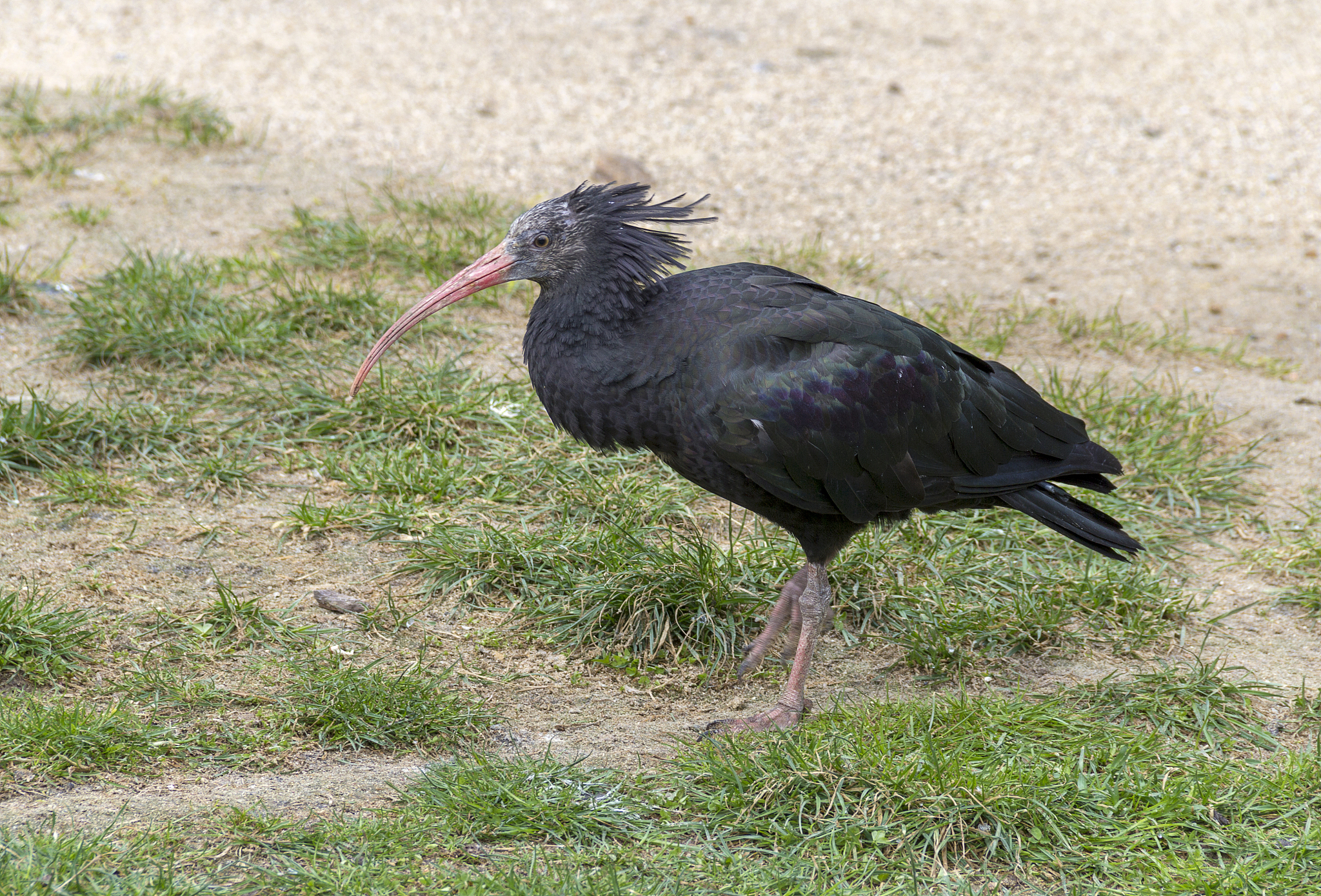 northern bald ibis