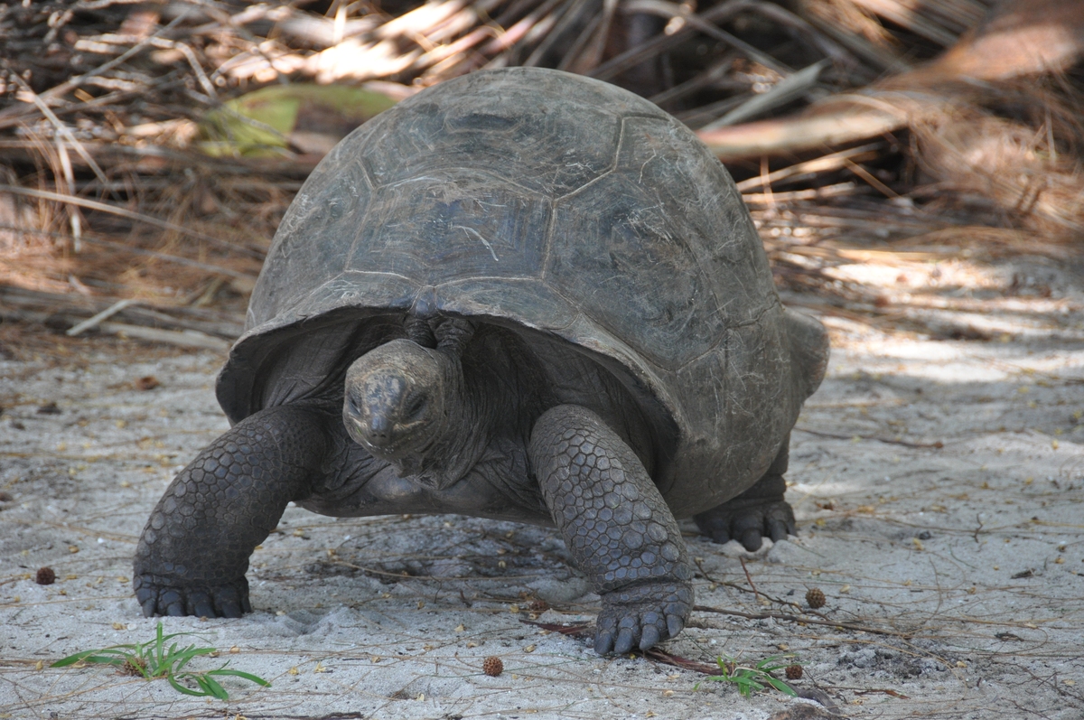 塞舌尔巨龟或亚达伯拉巨龟 (aldabrachelys gigantea)