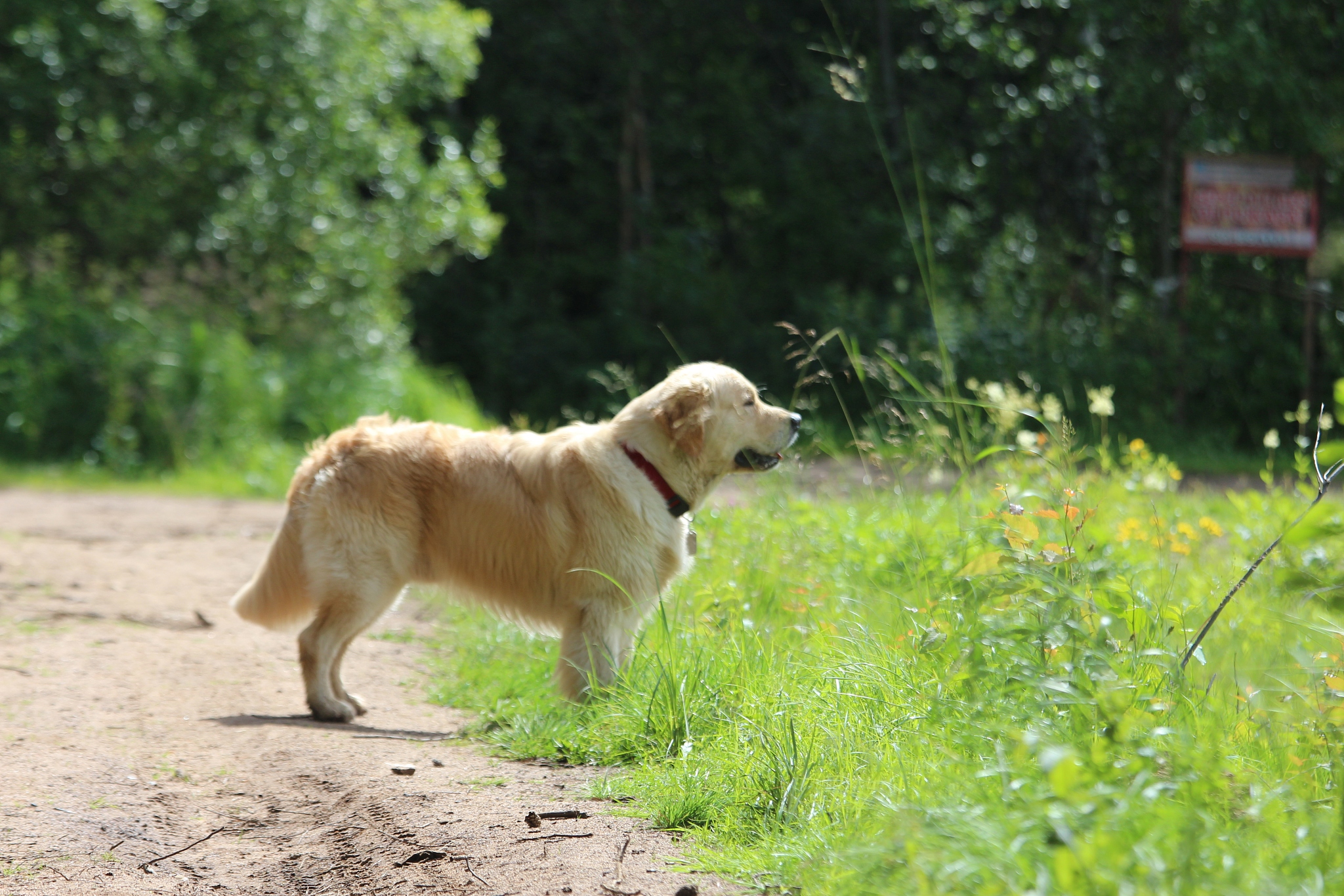 golden retriever walk on the forest.