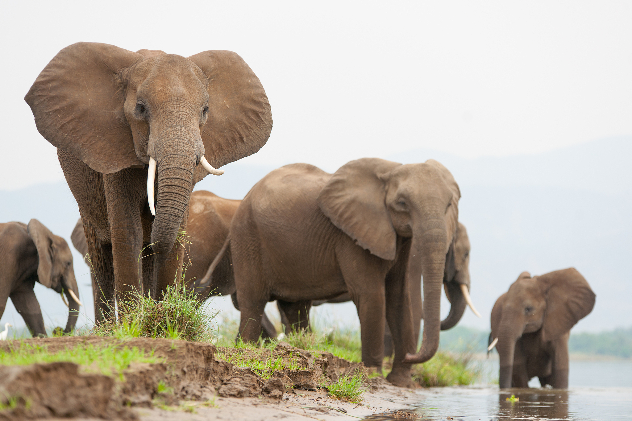 a breeding herd of elephant in zambia