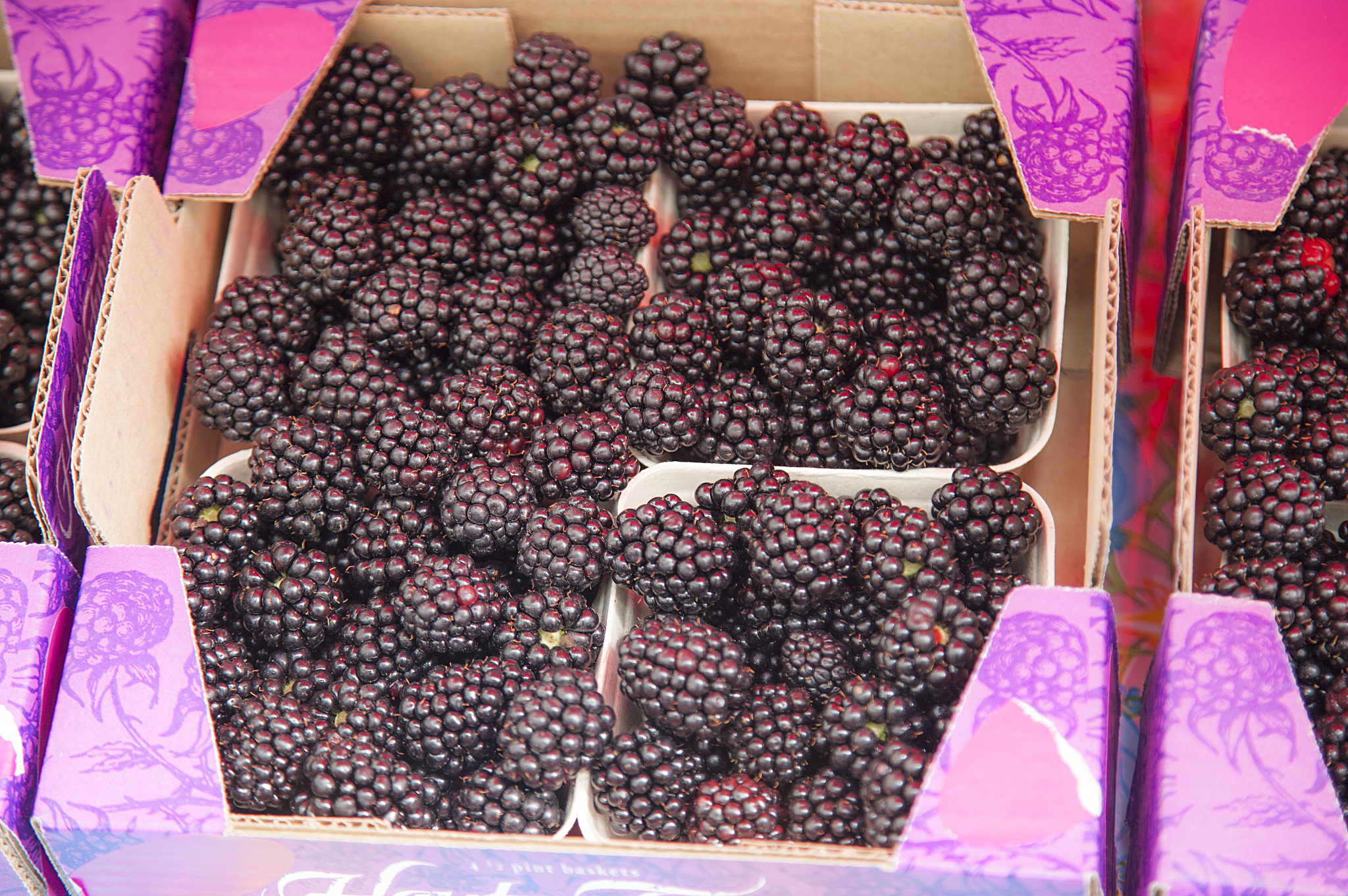 请不少于800汉字的博客文章语言要幽默风趣。主题是：桑葚能放多久