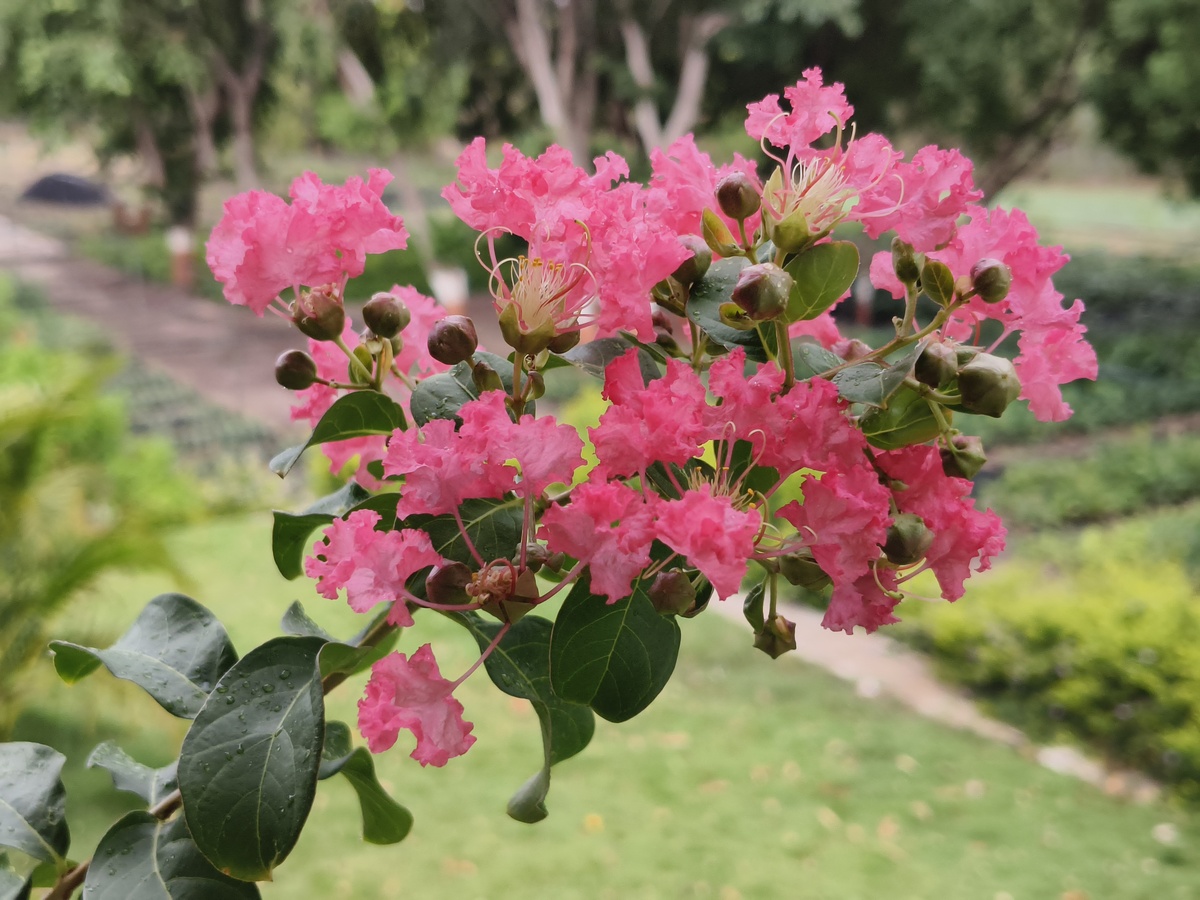 院子不能栽紫薇树的原因是什么花期是什么时候1500字