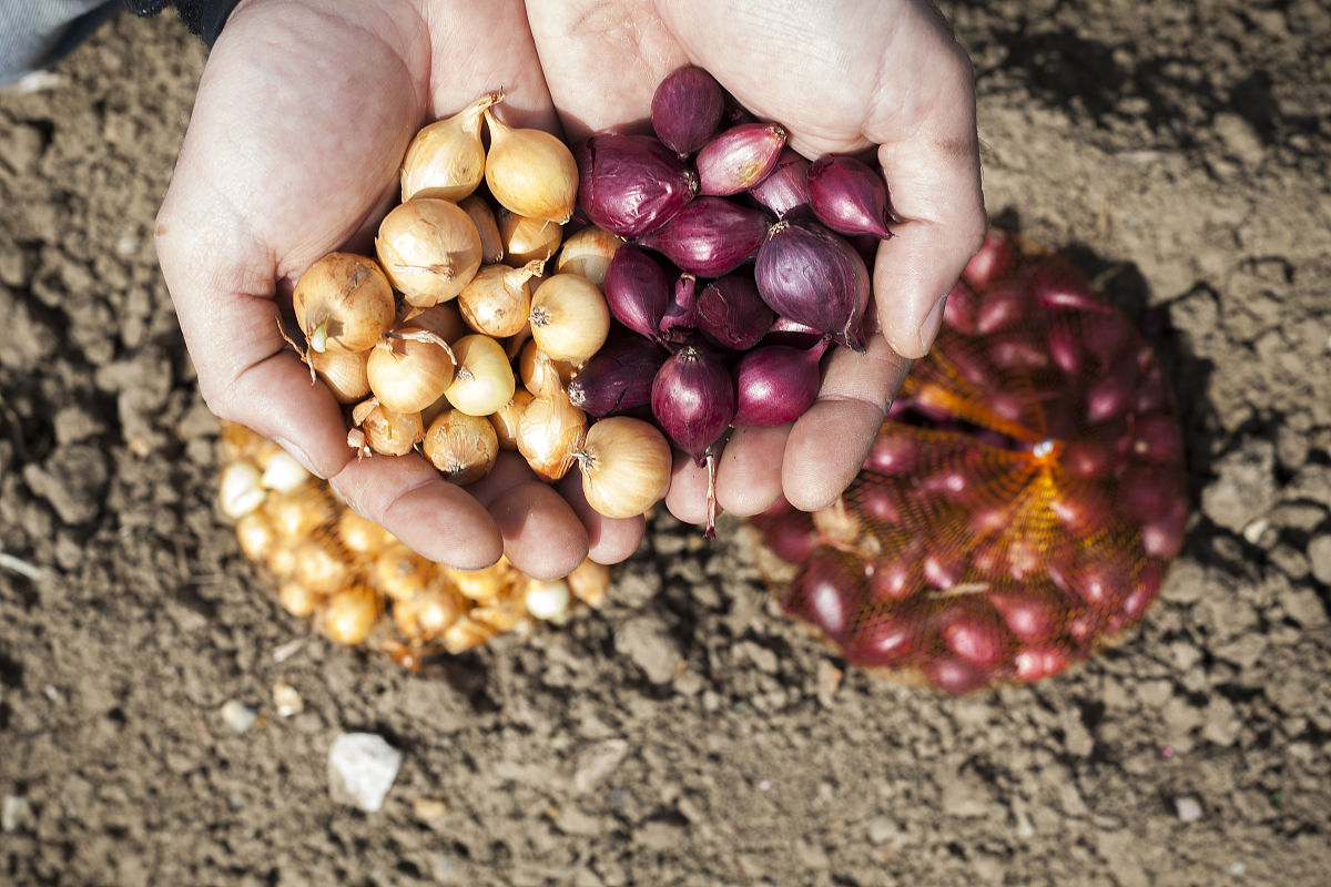 福建农林大学金山学院农学专业怎么样？未来发展前景、就业方向、实践教学解析