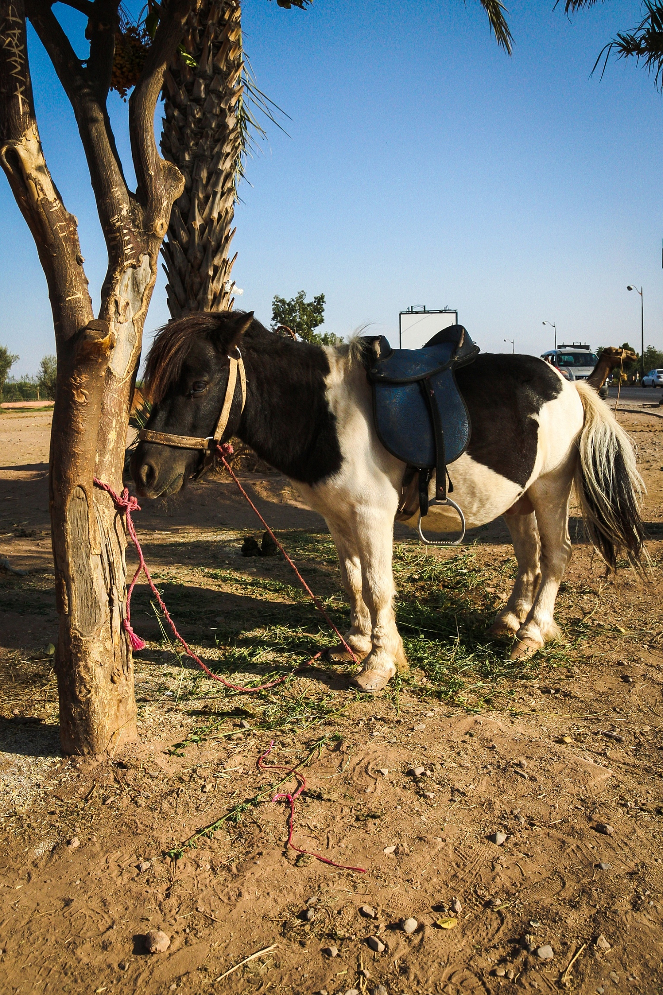 horse tied to tree on field