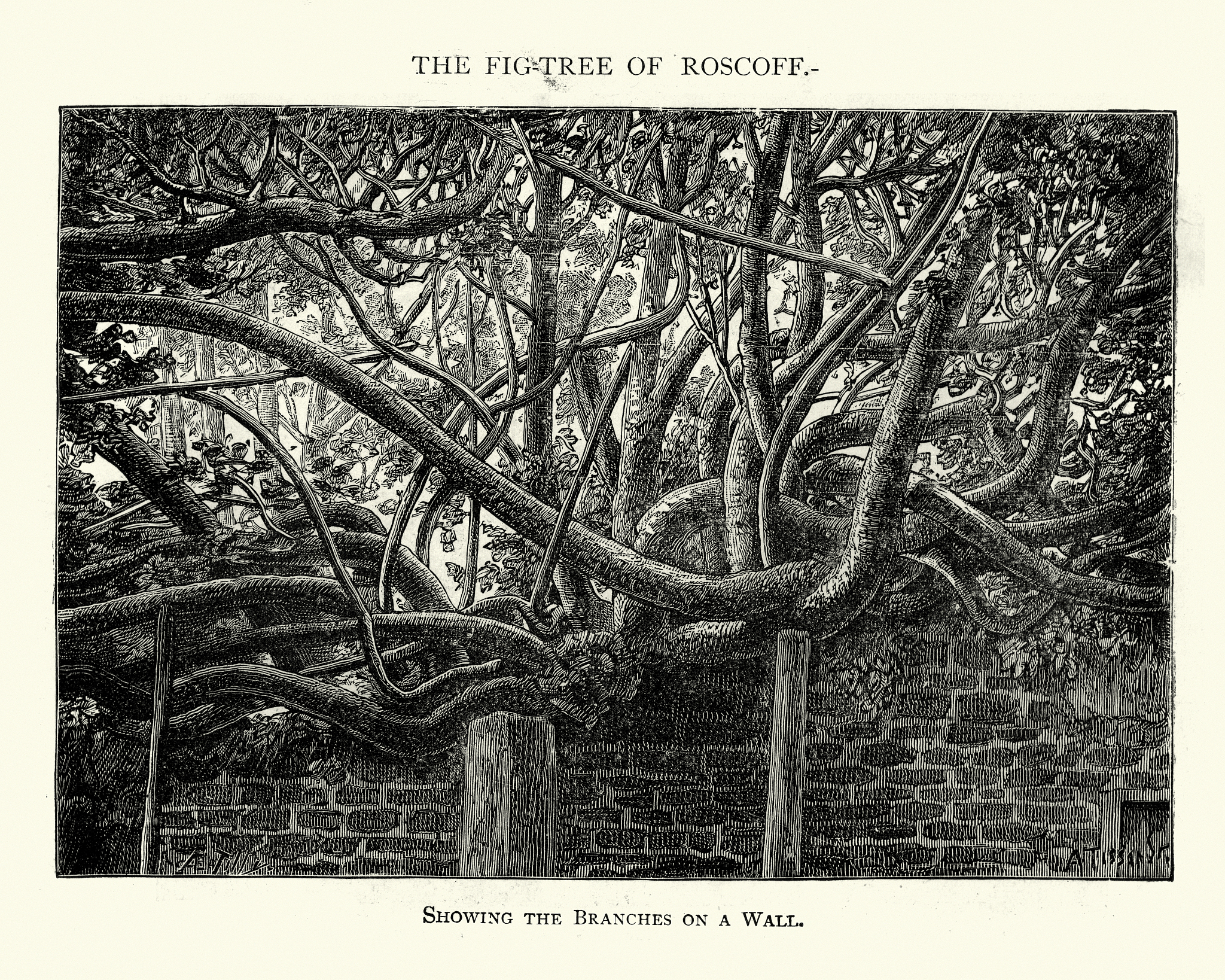 无花果树哪个品种好吃？口感最佳推荐！