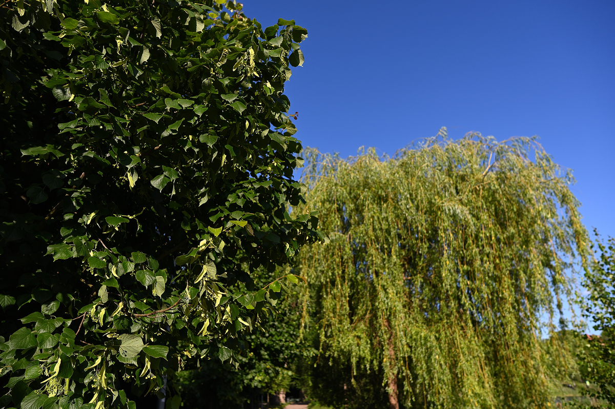 昆仑山柳：生长在高原的坚韧树种