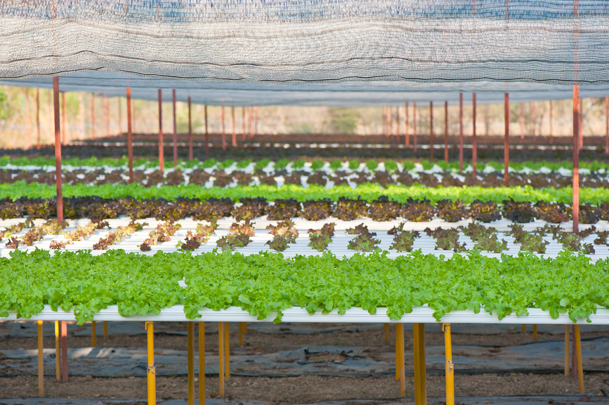 有机农业助力果蔬贮运害虫管理：优势分析与案例研究