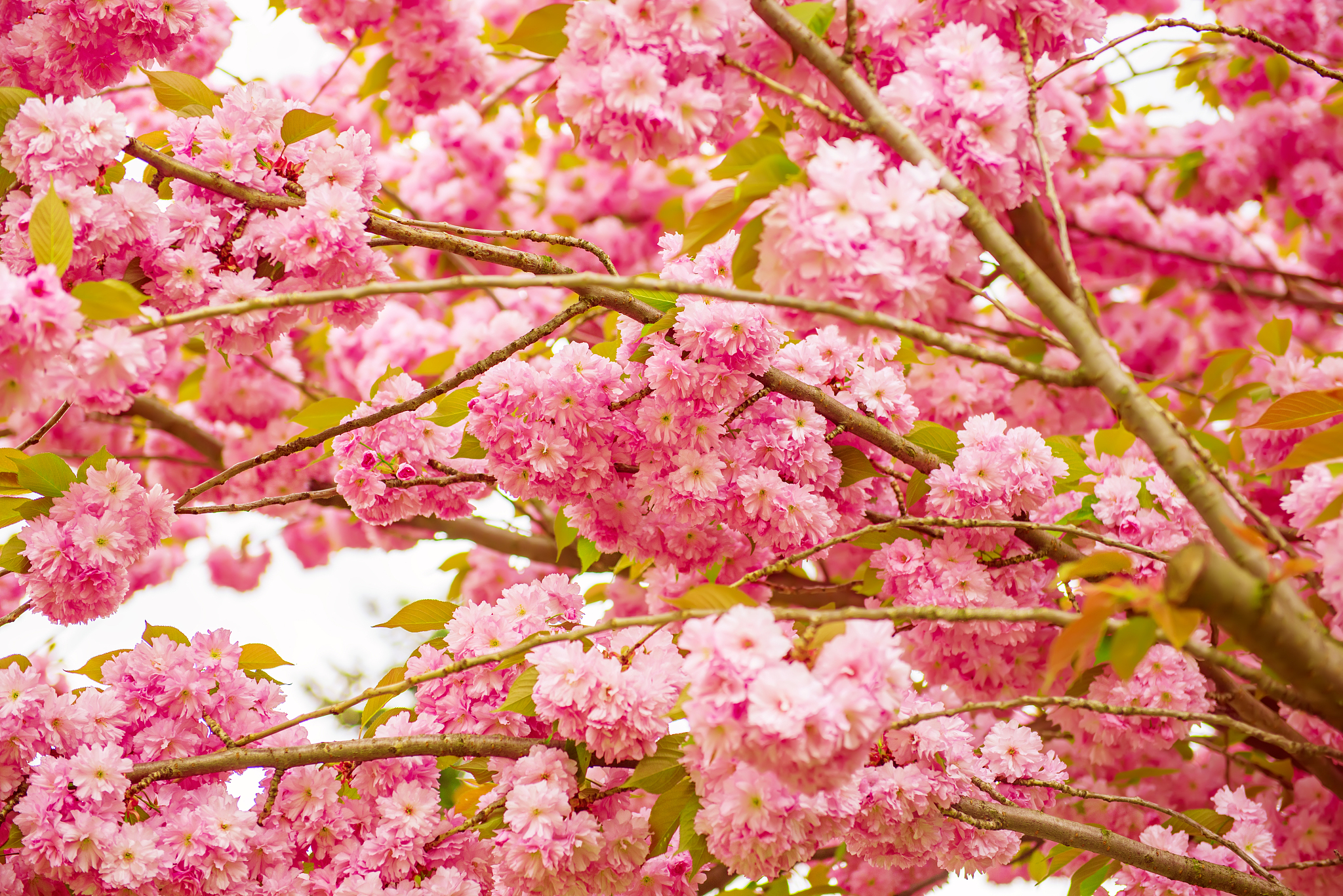 sakura flowers blooming