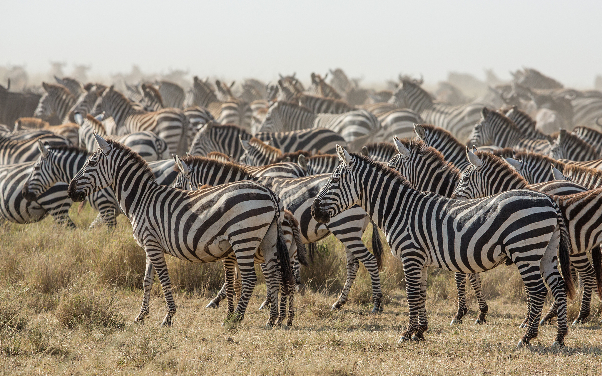 herd of plains zebra in the serengeti, tanzania