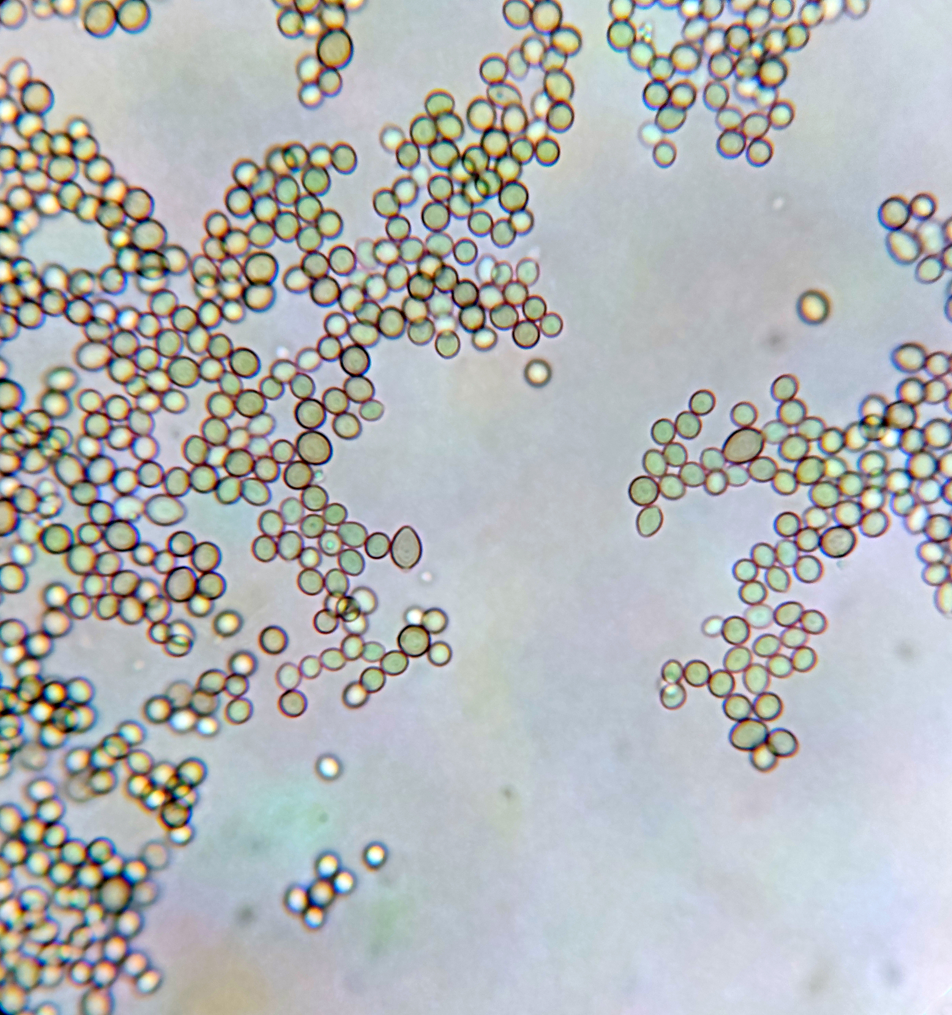 类鼻疽伯克霍尔德菌和鼻疽伯克霍尔德菌：同一种细菌