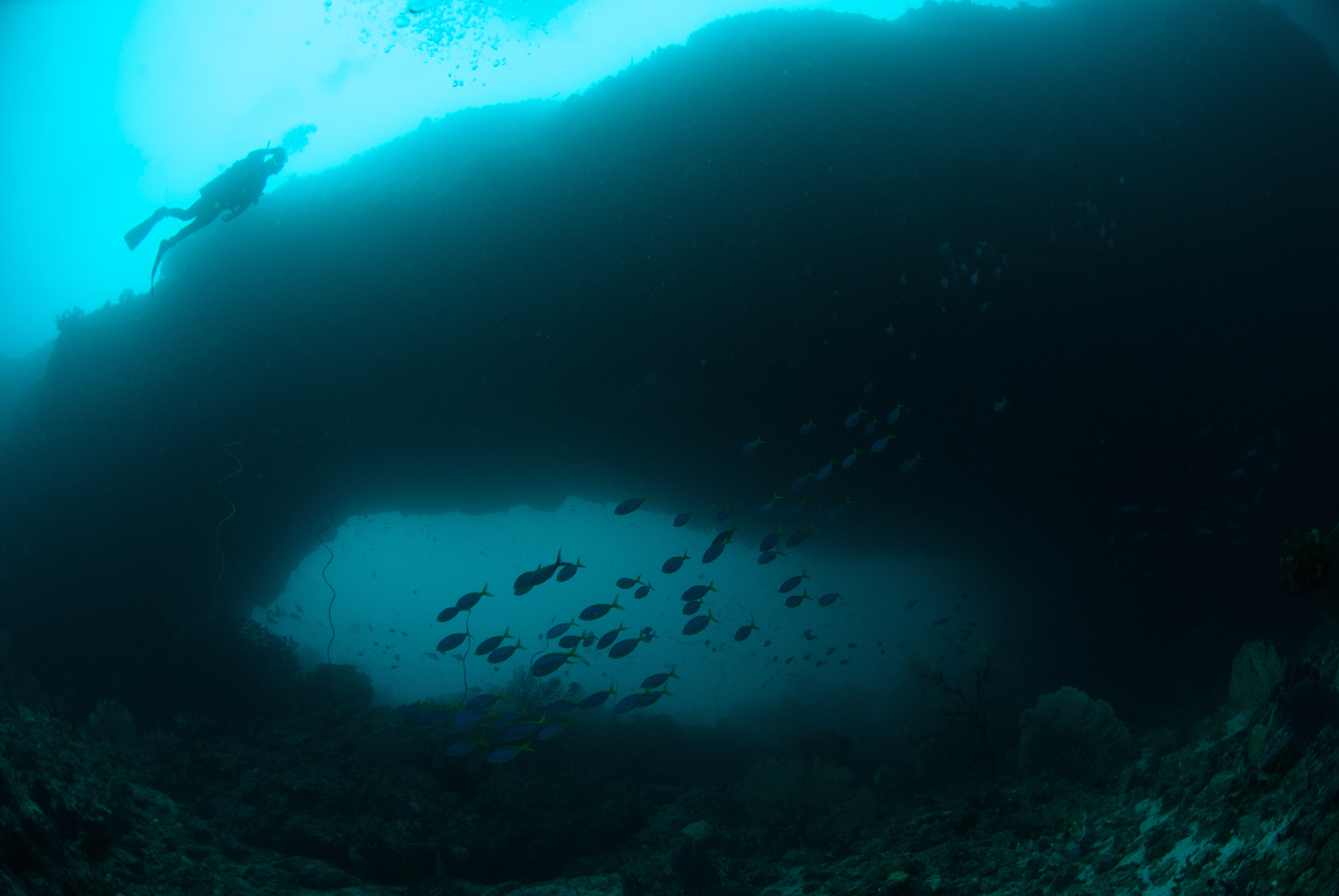 diver, schooling fusilier in ambon, maluku, indonesia underwater