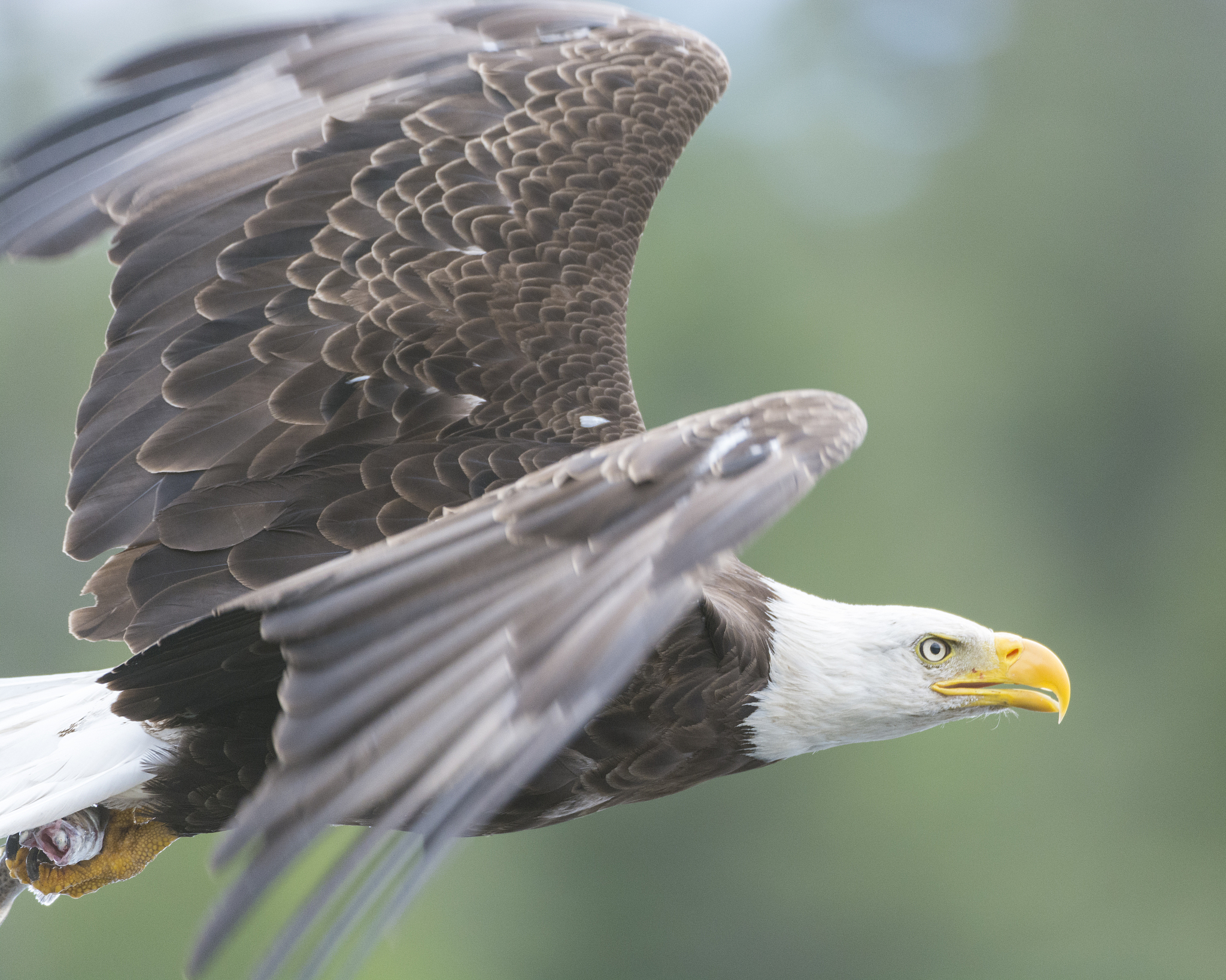 给我一个有老鹰照片的中国网站
