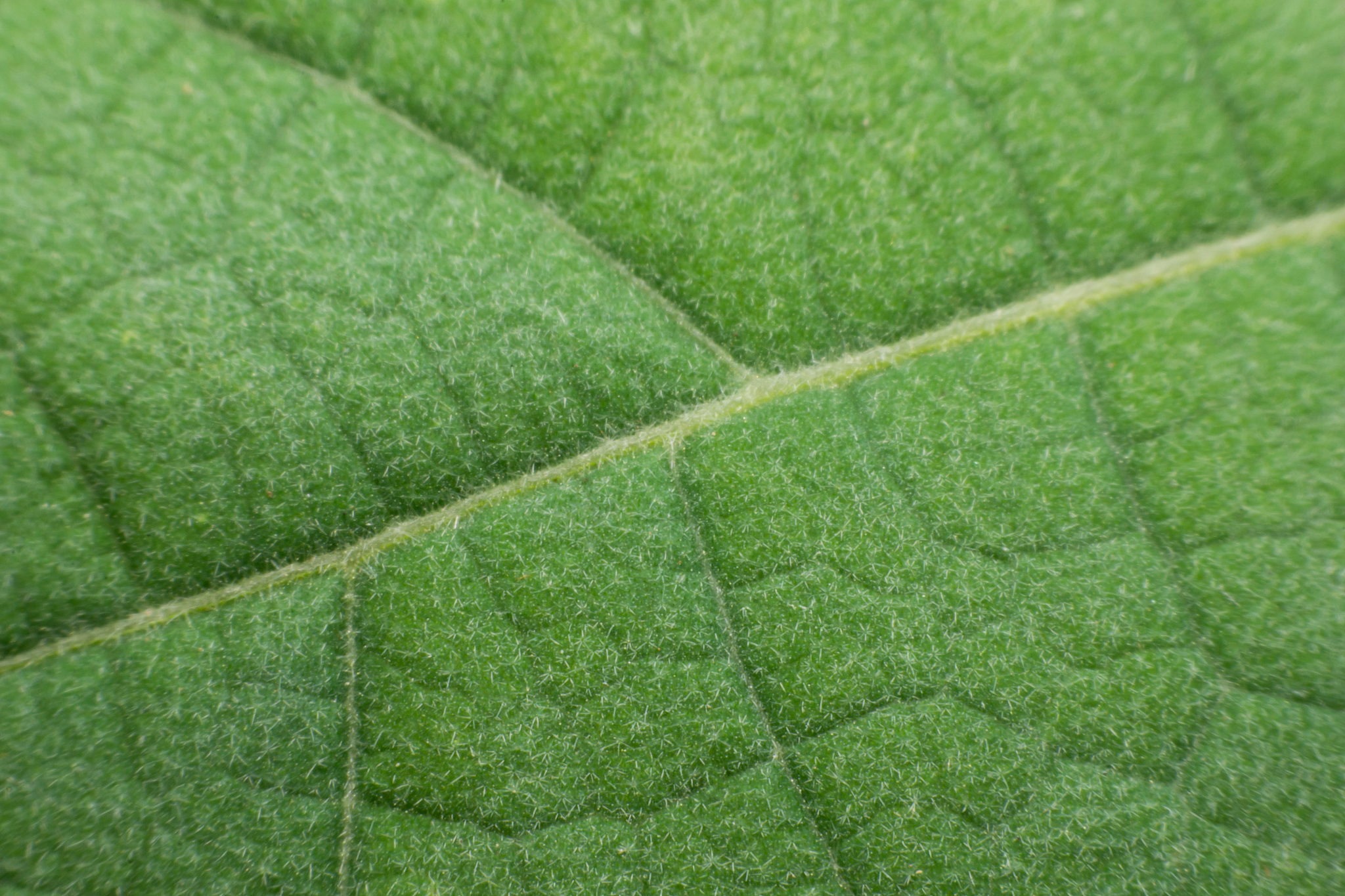 texture of a green leaf as background