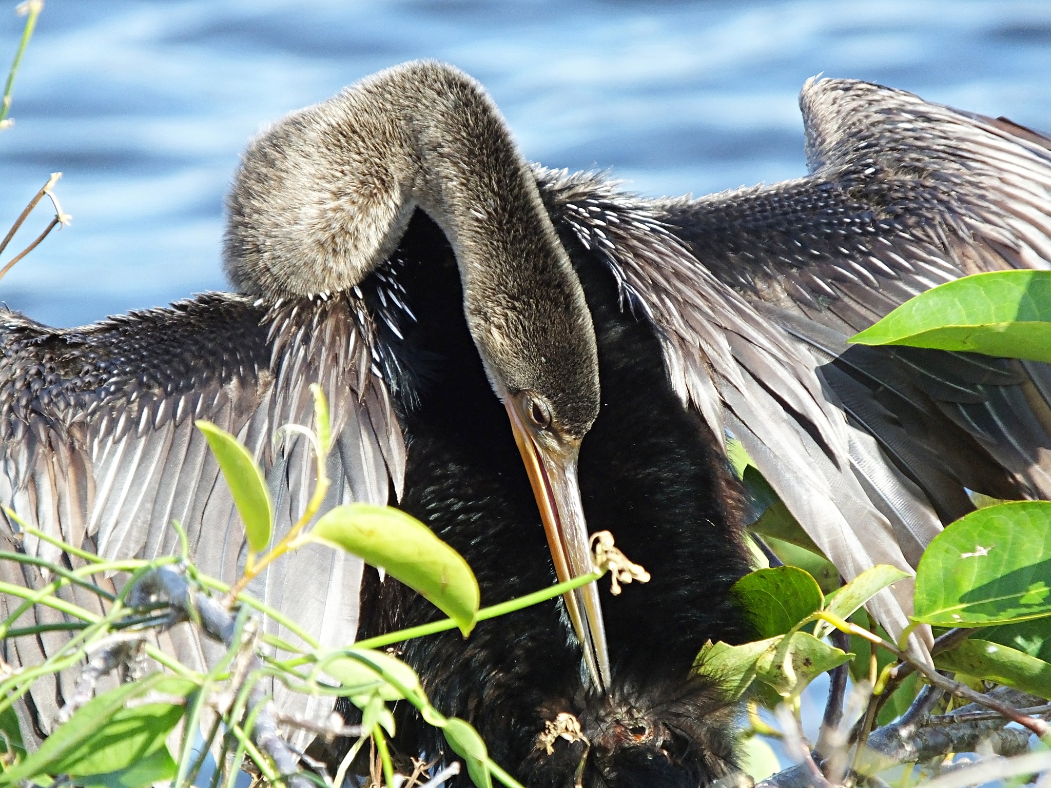 鸟类交配行为：雌鸟姿态与学术用语