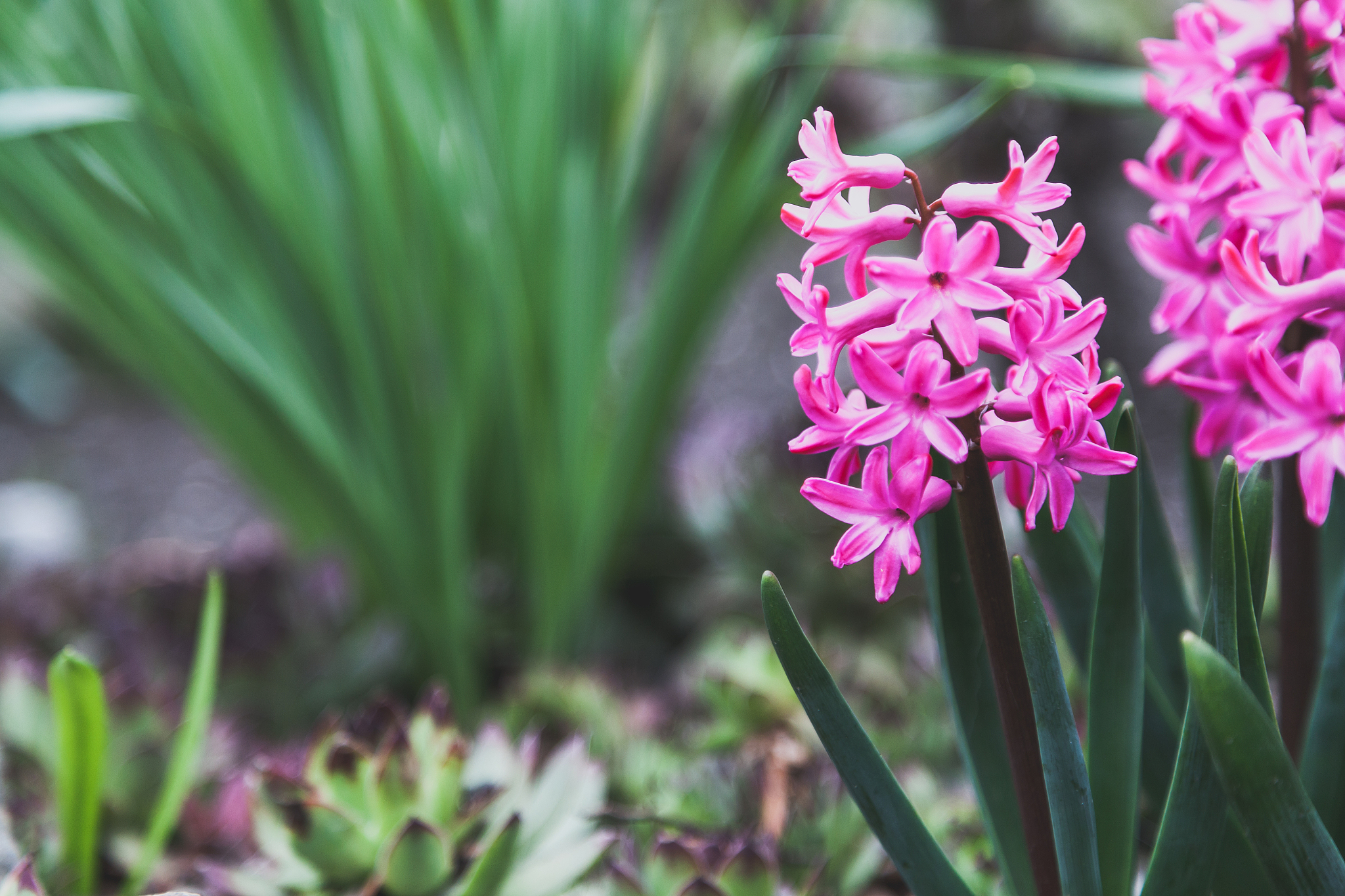 bright pink hyacinth flowers grow on vegetable garden