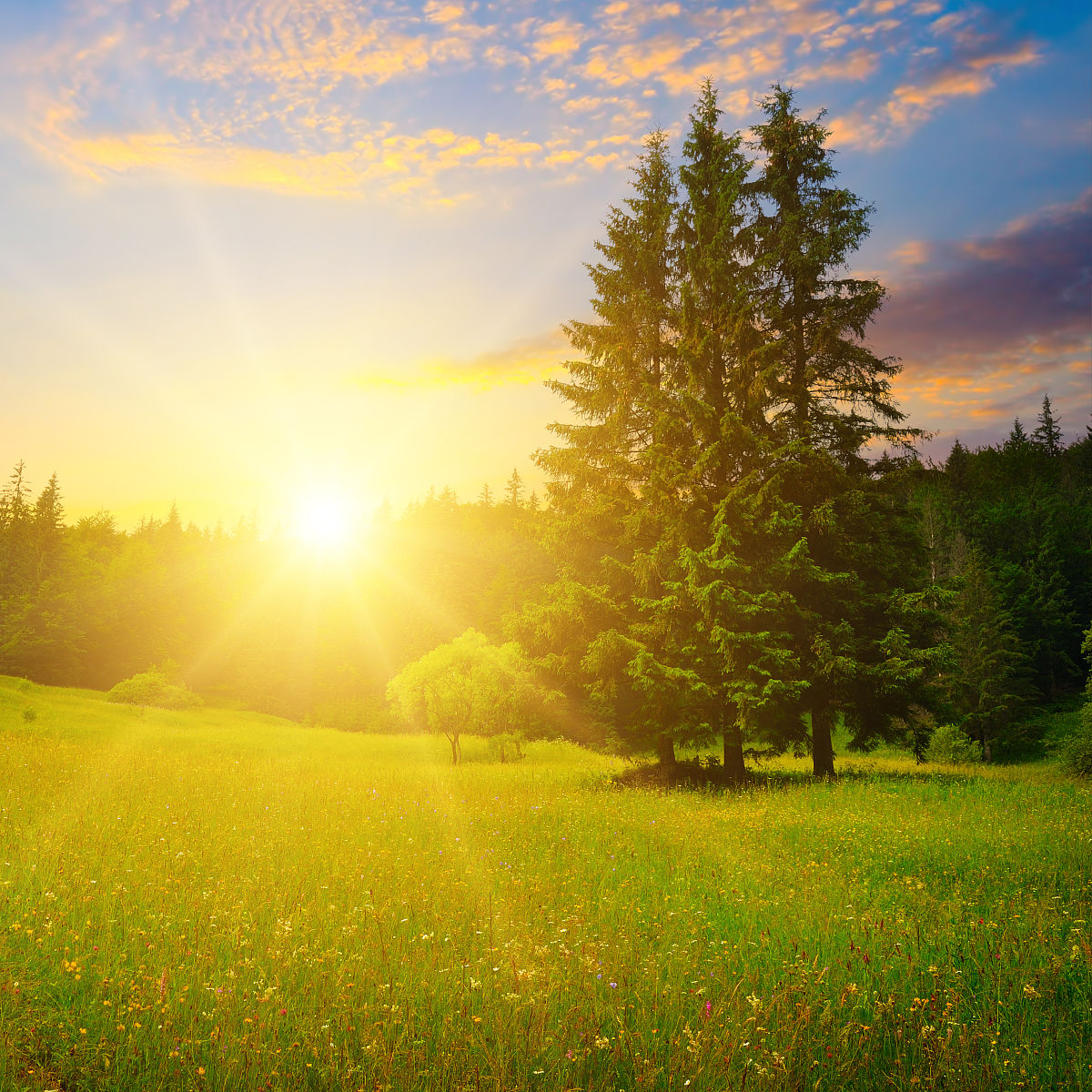 迎接美好的一天：从阳光明媚的早晨开始