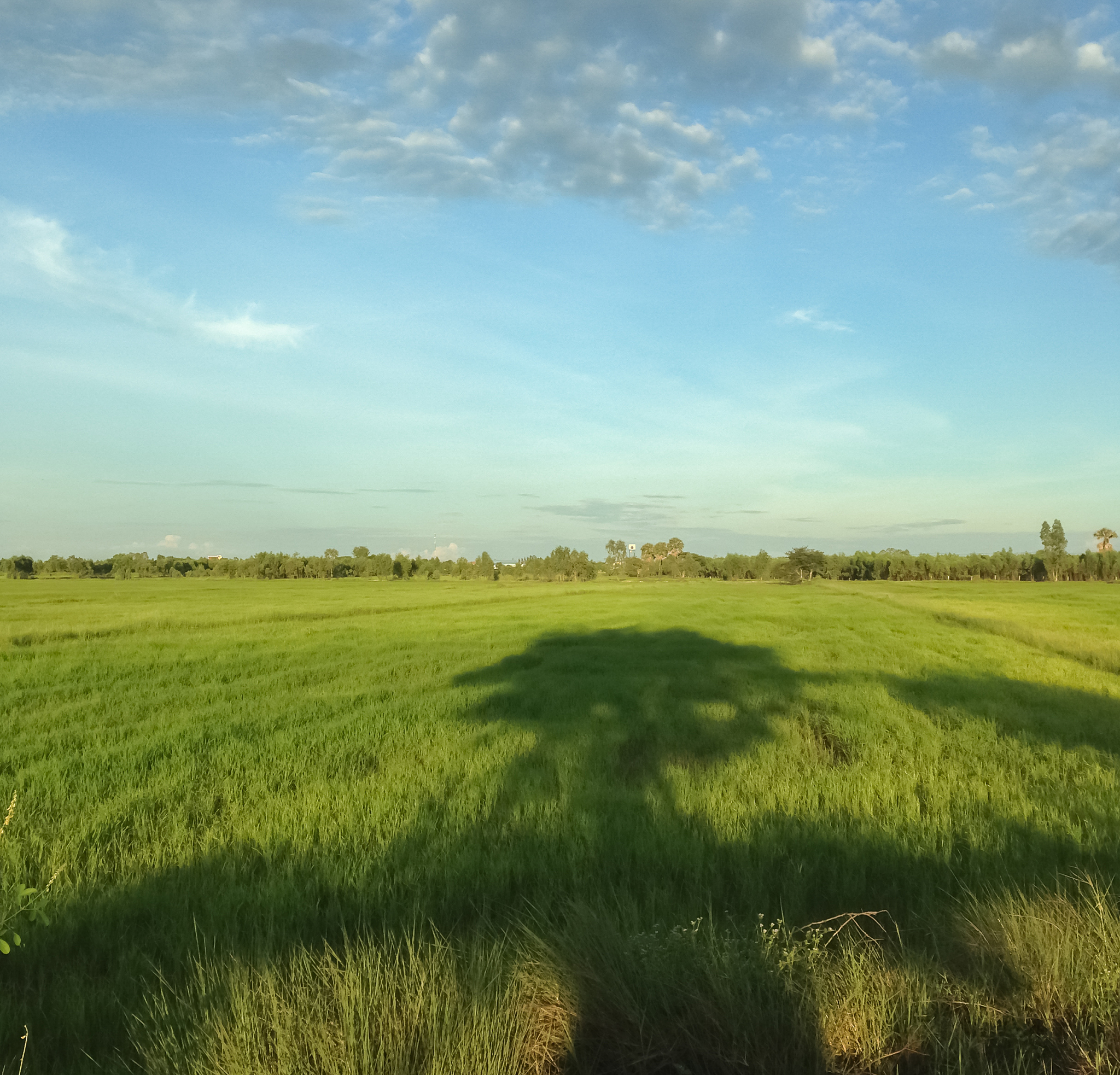如何描写田园风景要求包括大片稻田蓝天白云微风拂面鸟语花香
