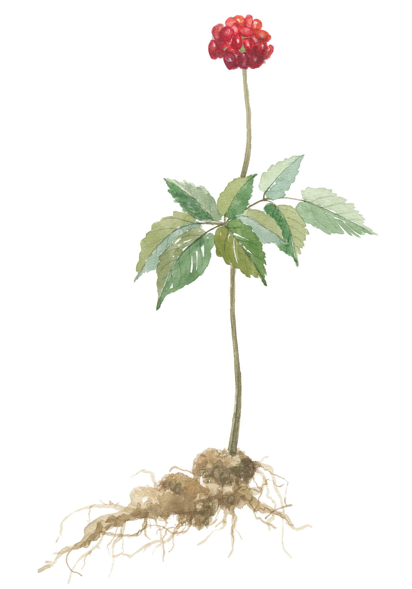人参质量控制方法的研究进展？