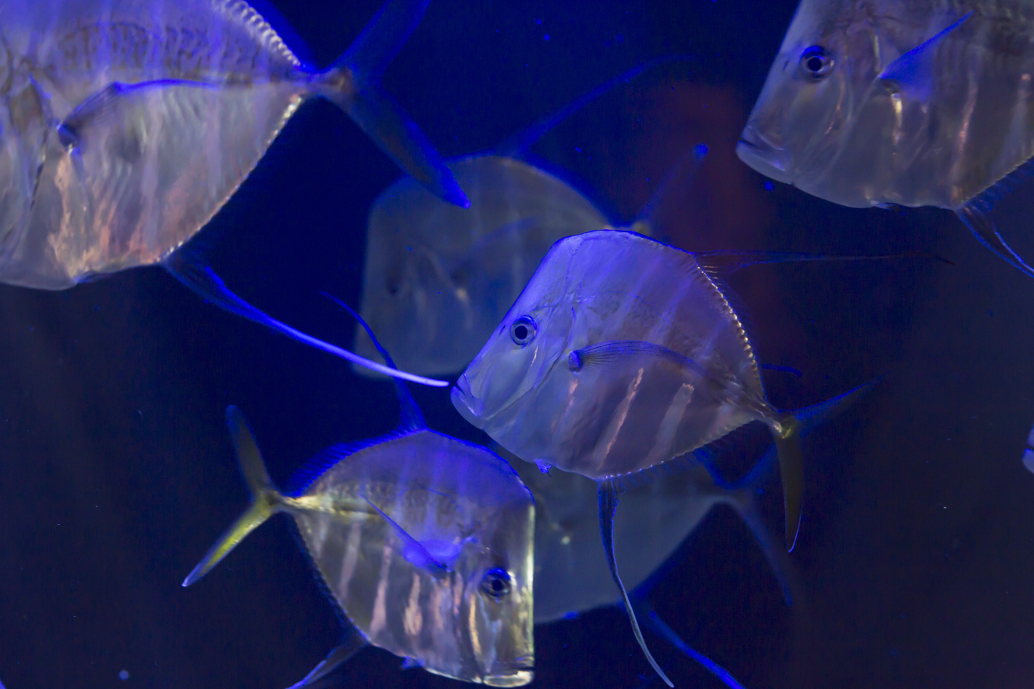 school of lookdown fish