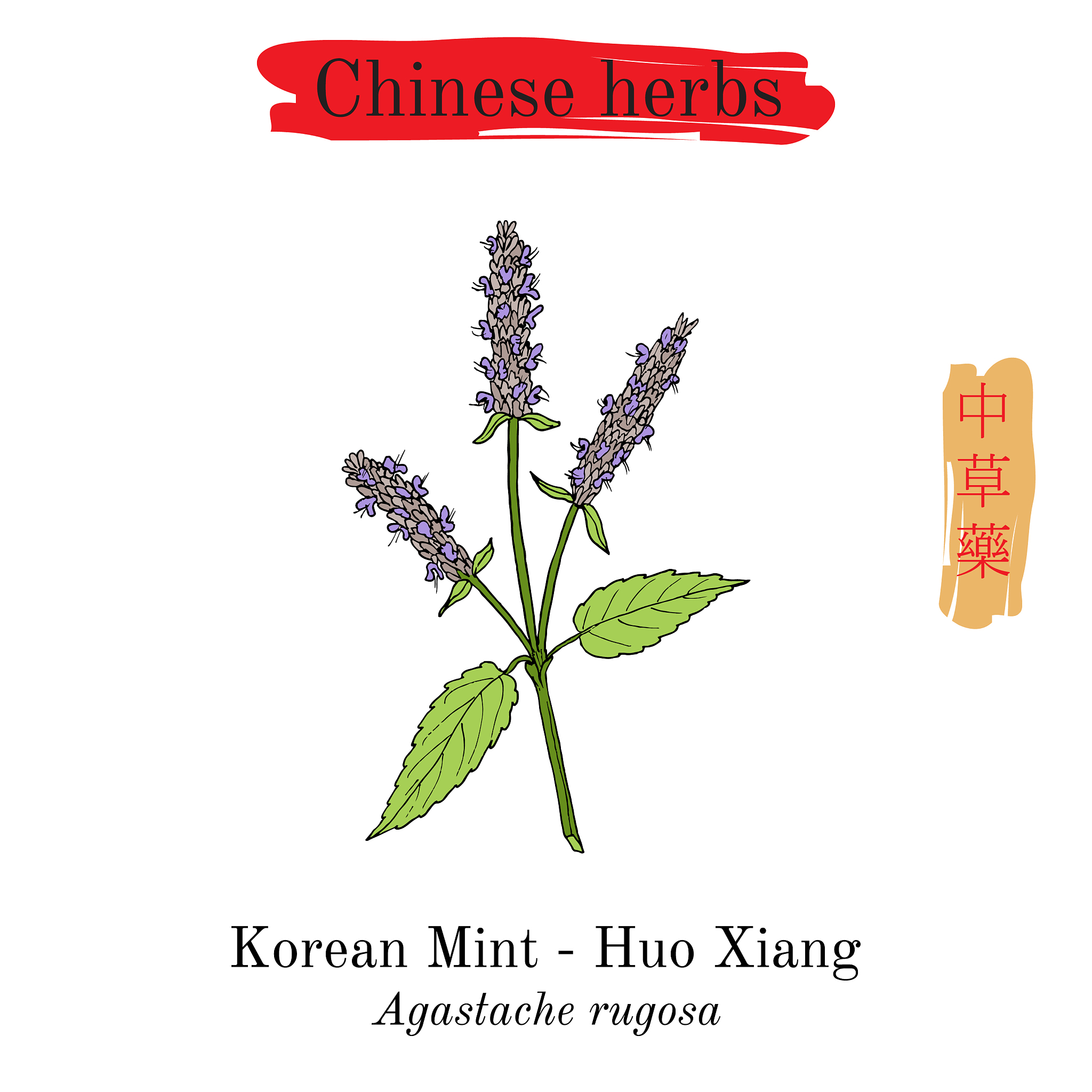 请按照nature期刊发文标准翻译下面一句话：将黑麦草根系洗净后用米尺测量株高用 WinRHIZO根系扫描仪测定根系平均直径、总根长、总表面积和根体积。