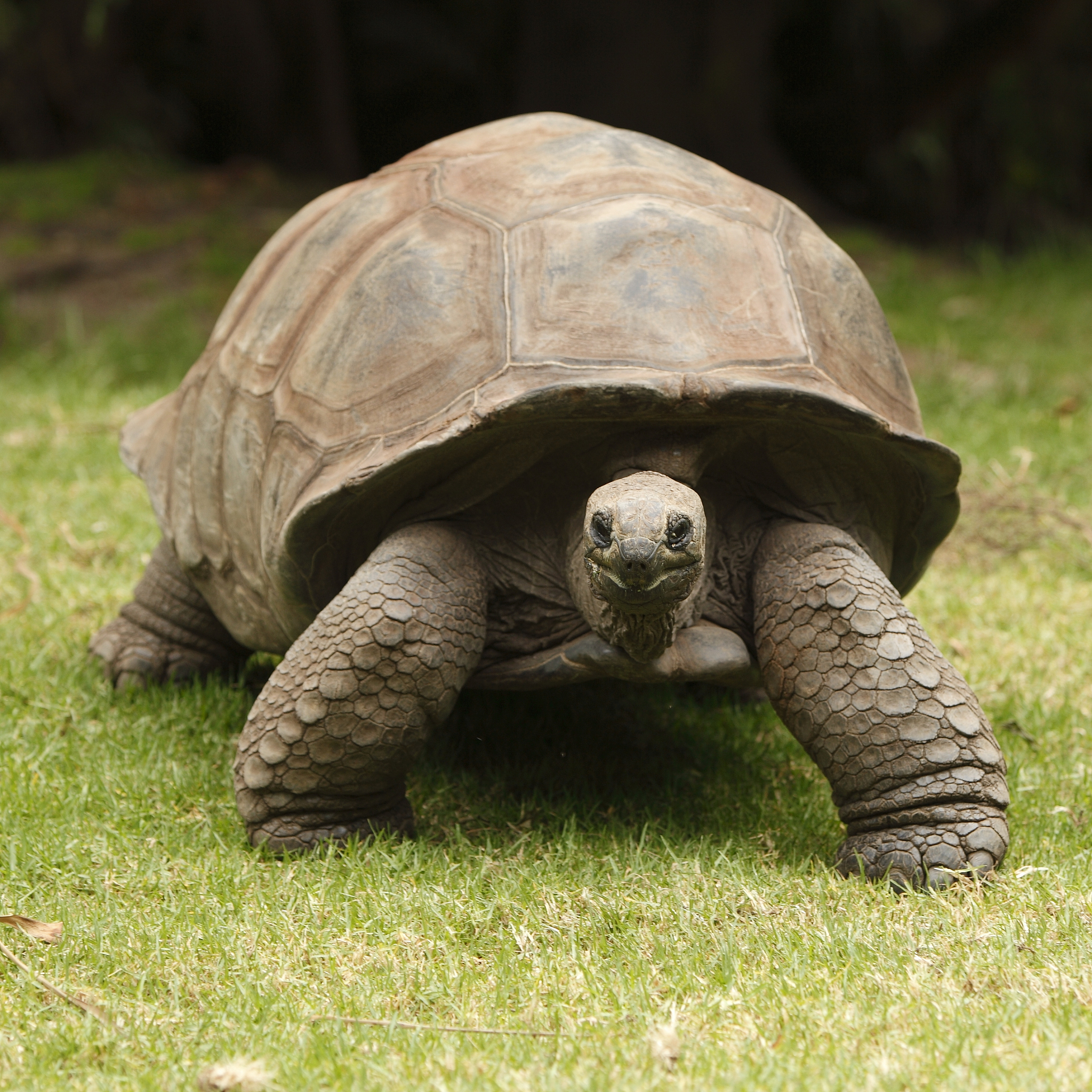 giant tortoise